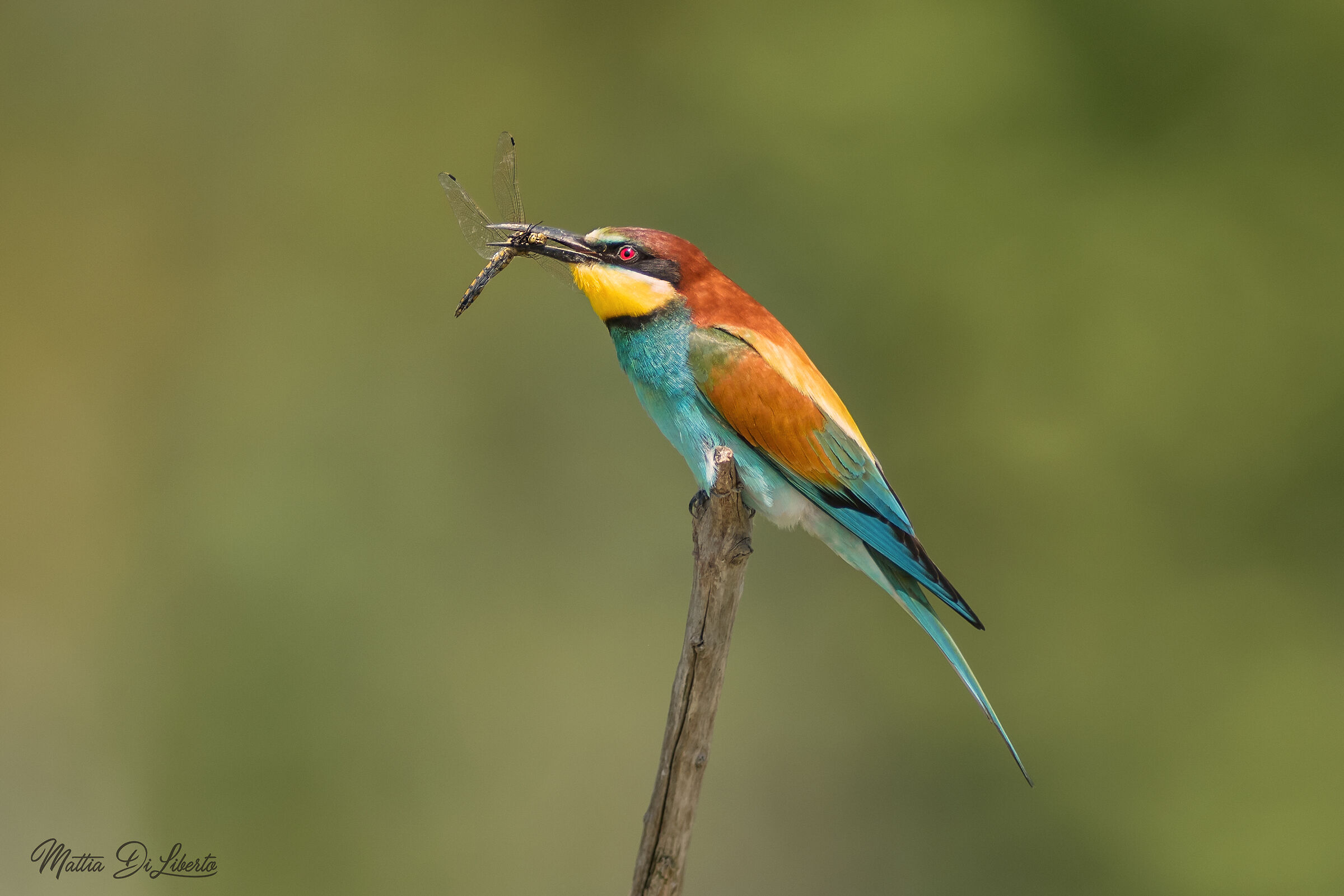 Gruccione con libellula