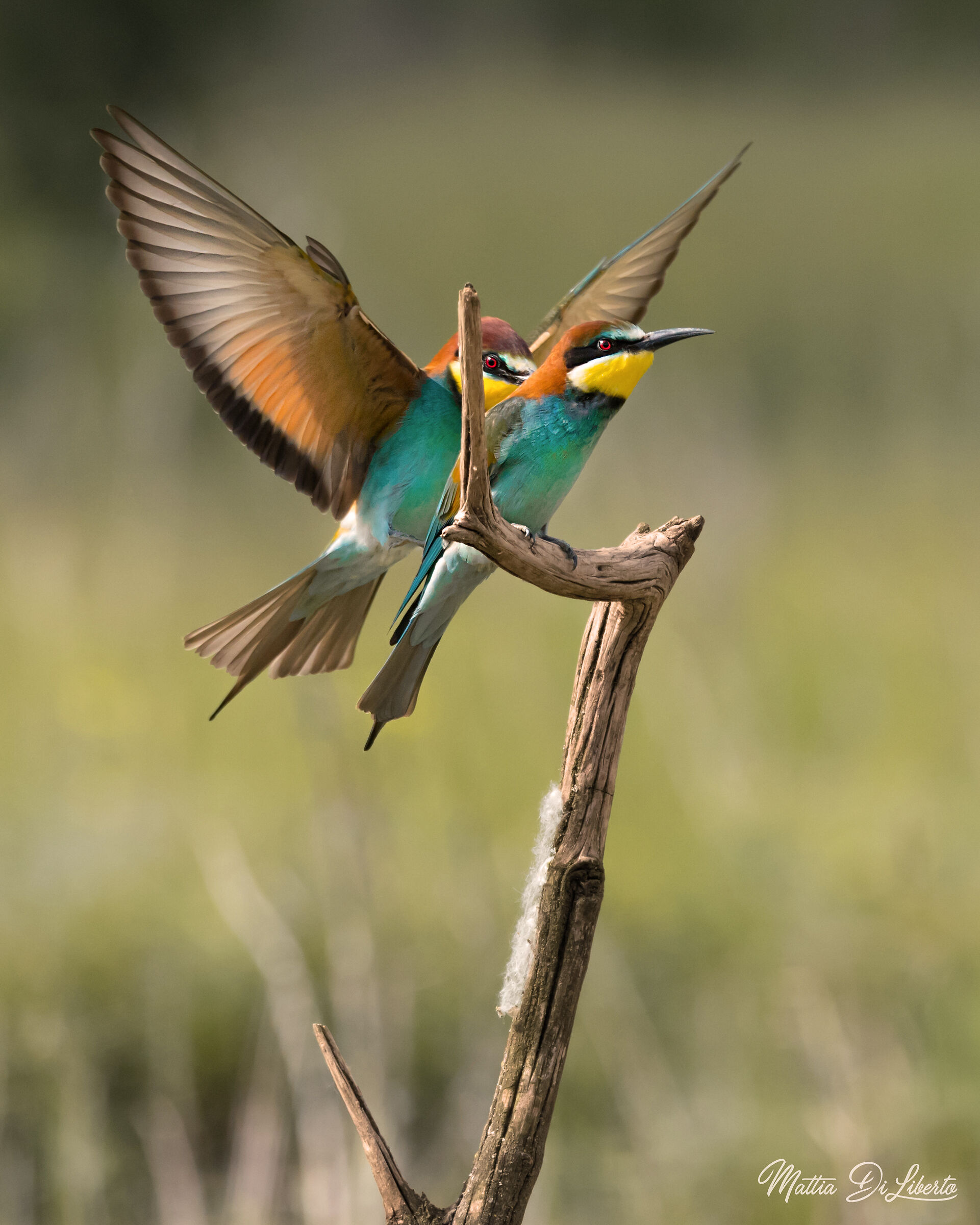 Doppietta di Gruccioni