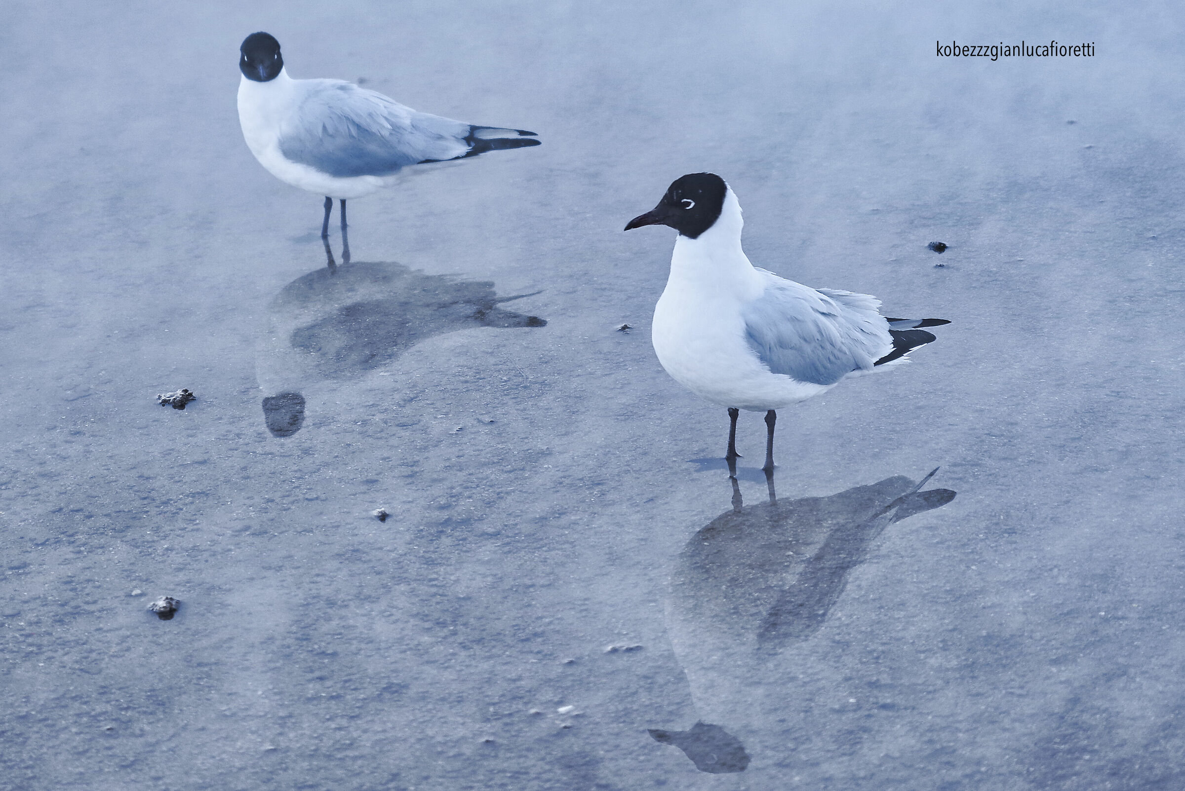 Portrait: Gabbiano Sghignazzante