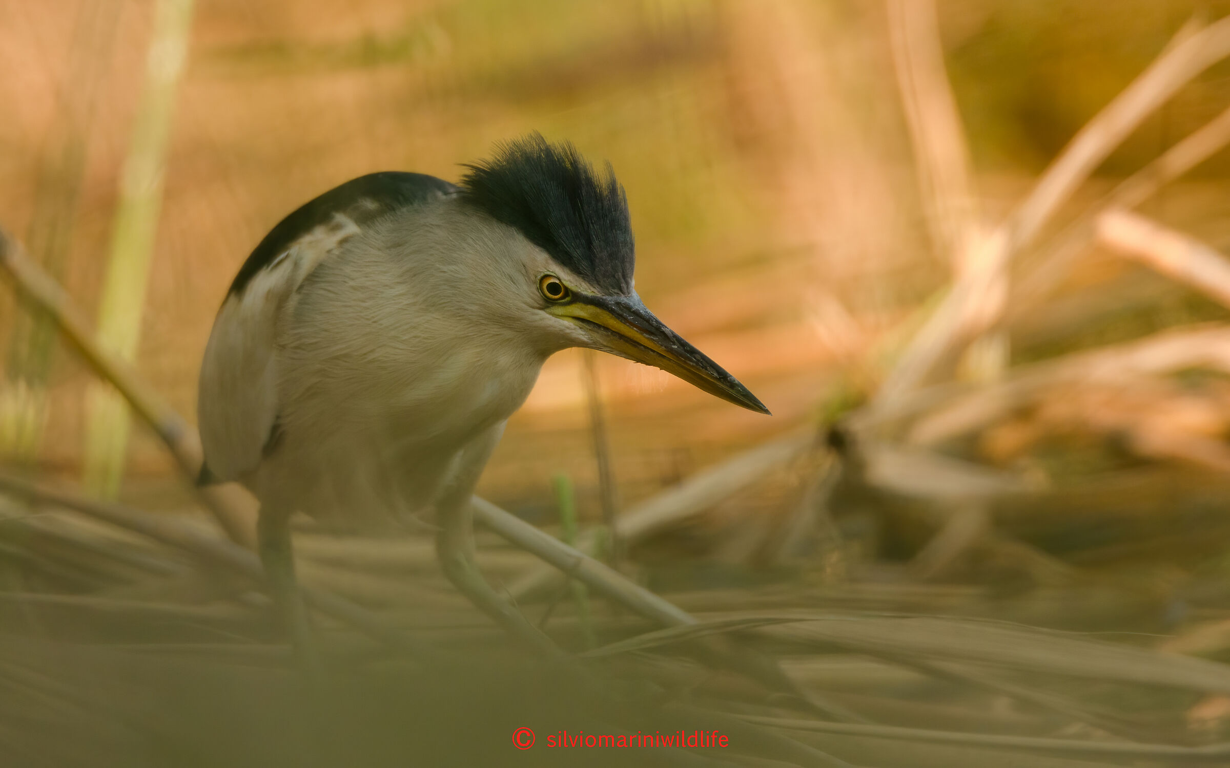 Tarabusino (Ixobrychus minutus)