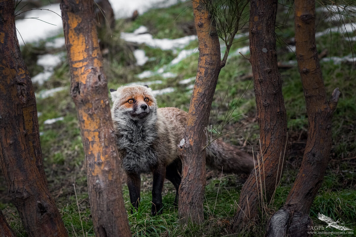 Volpe gioca a nascondino