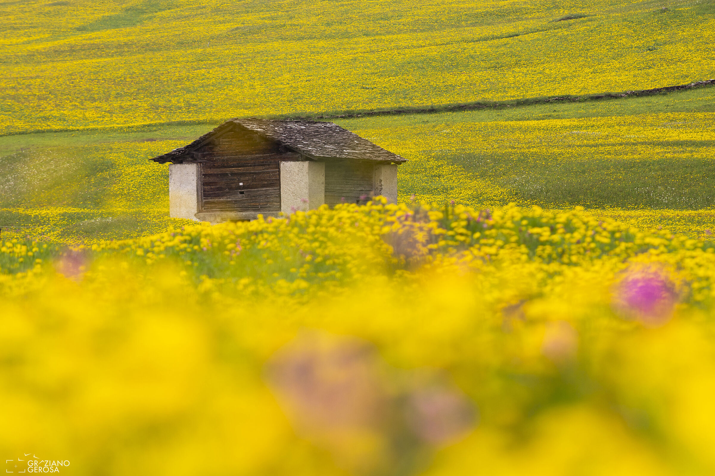 Fioritura di tarassaco