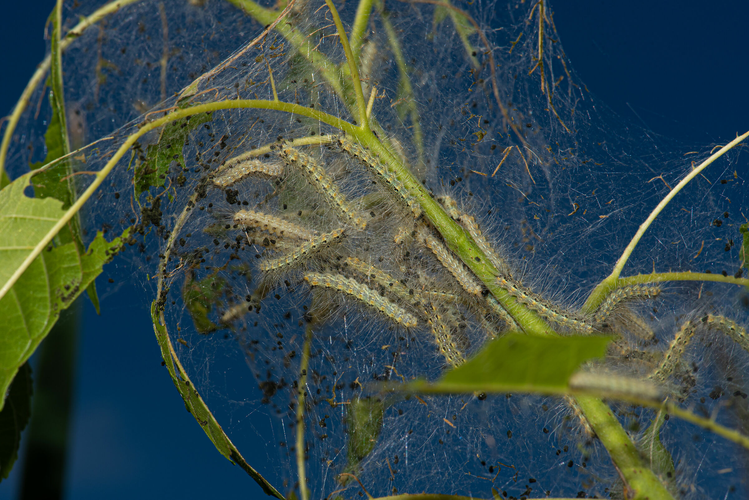 L'ifantria americana (Hyphantria cunea)