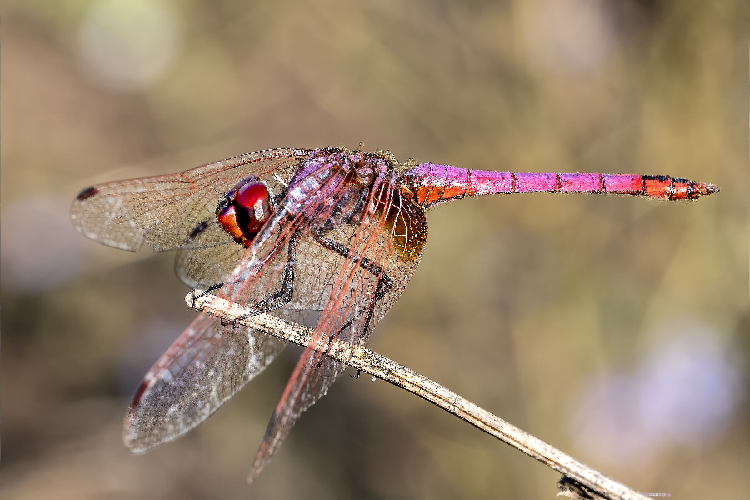 Libellula