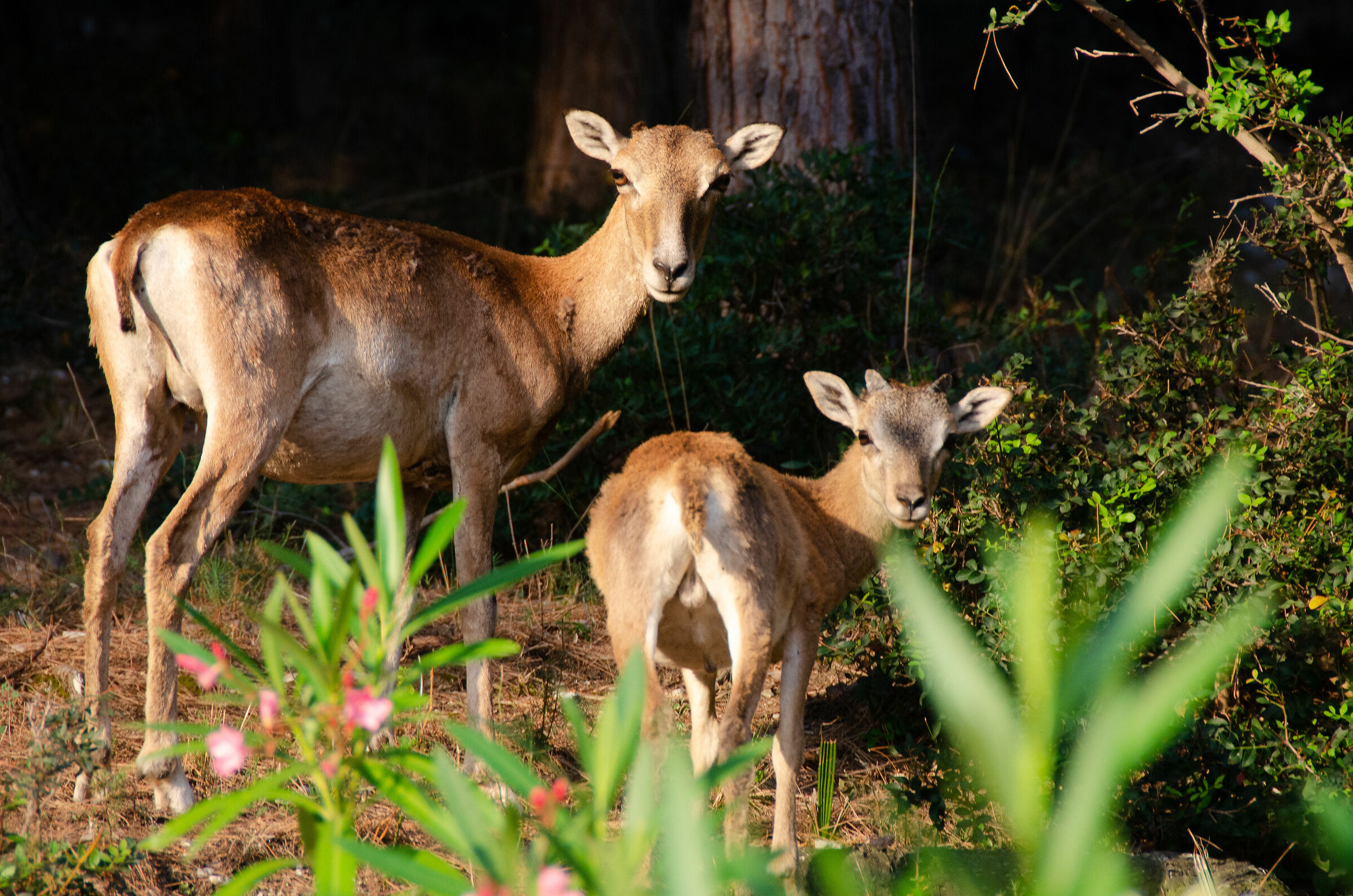 Mother and daughter (Mufloni di Puglia)