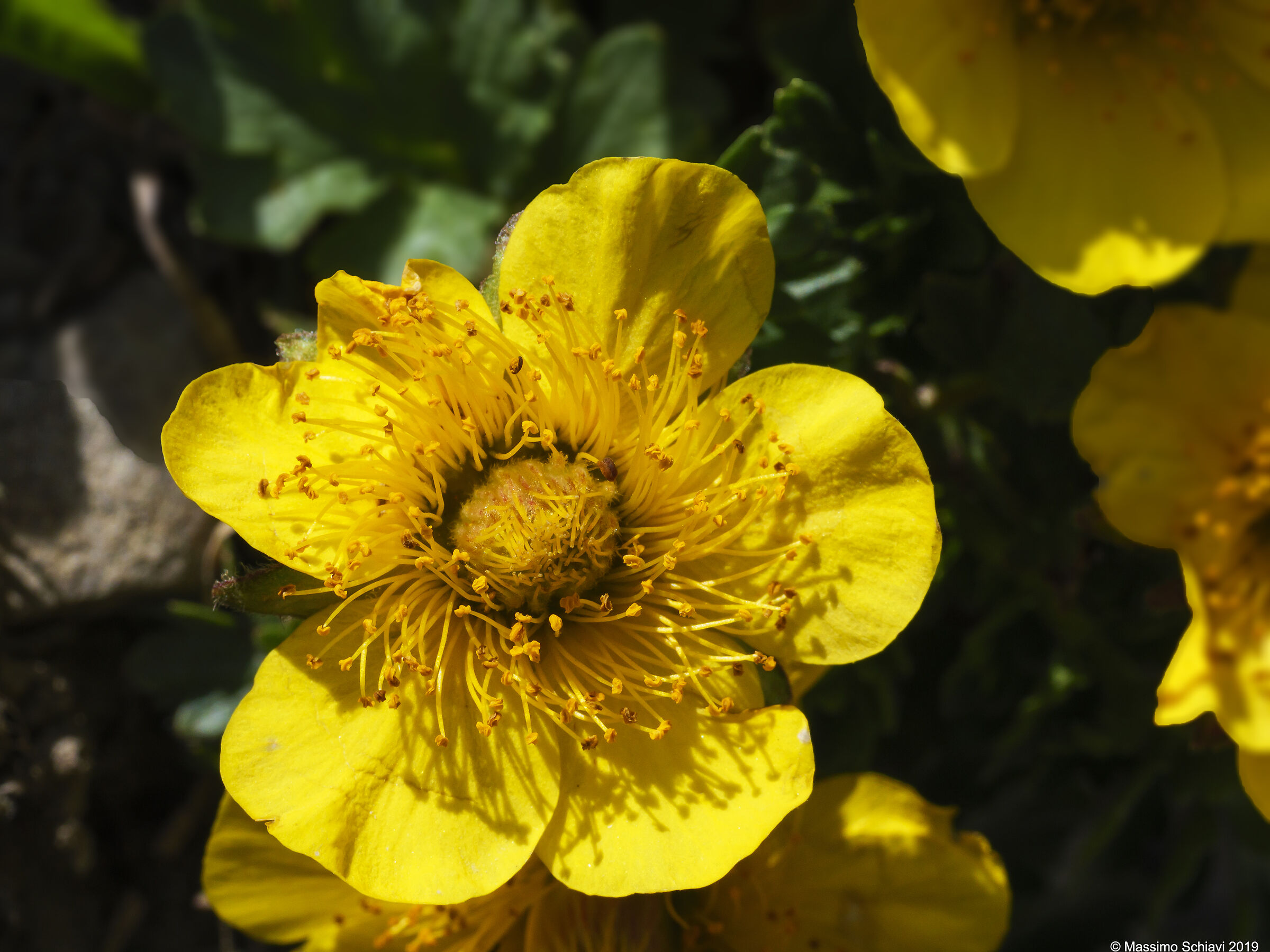 Geum reptans L - Cariofillata delle pietraie.