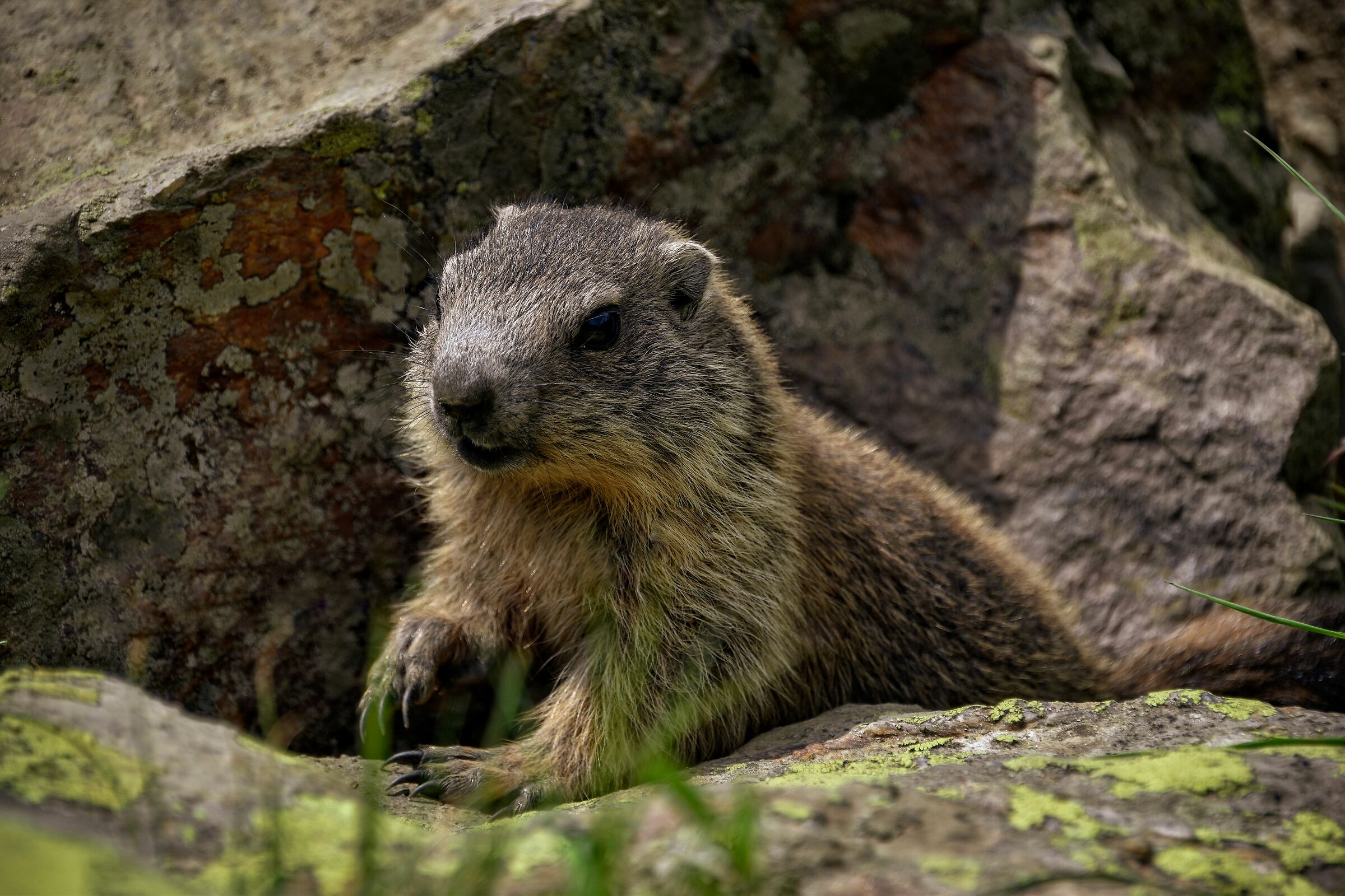 A little marmot