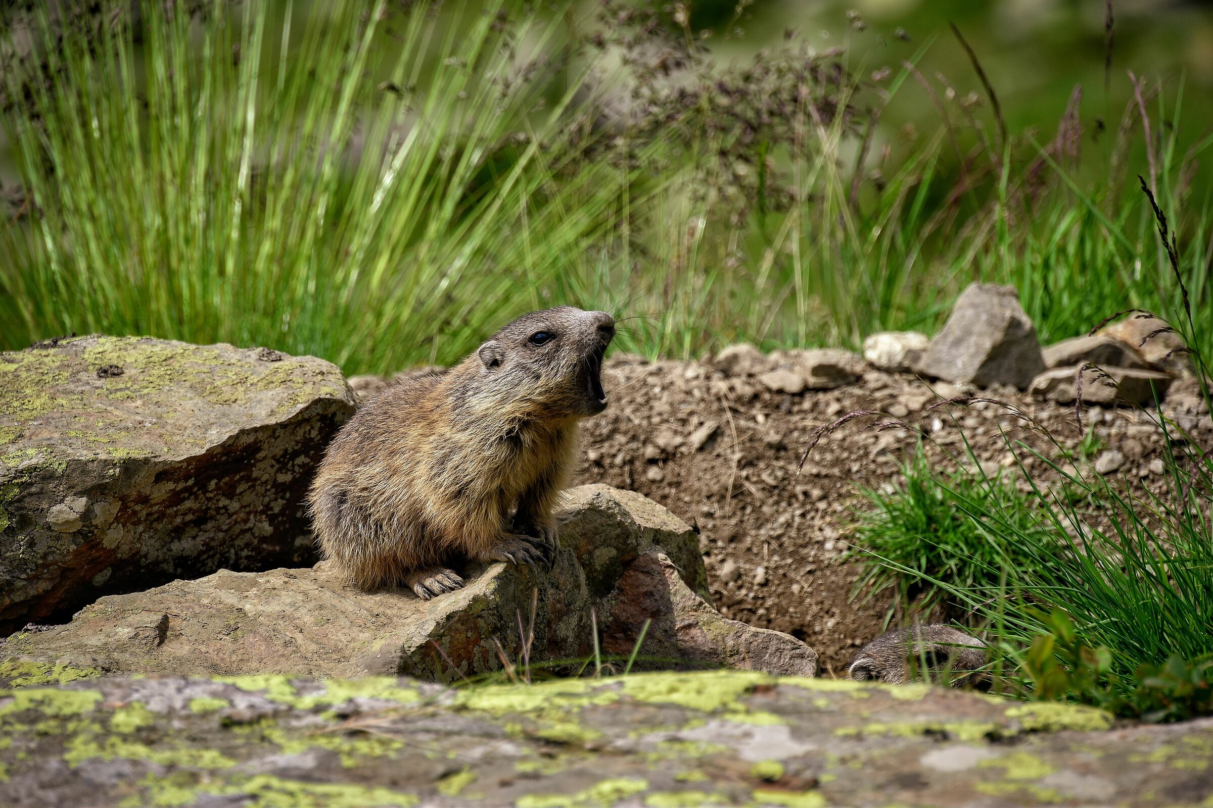 Sleepy Marmot