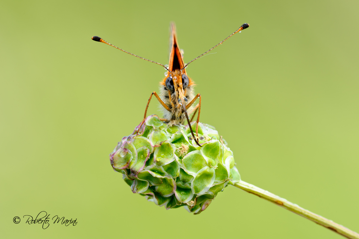 Prova Microfono, prova, prova,