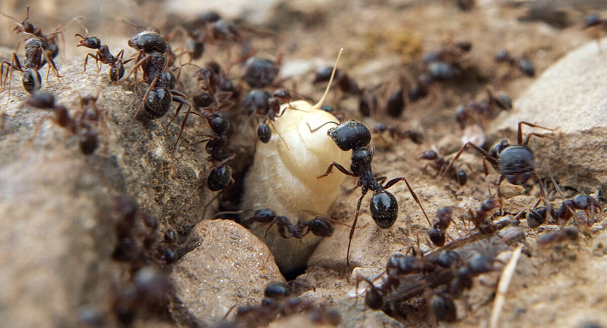 Ao' tocca sempre a me!