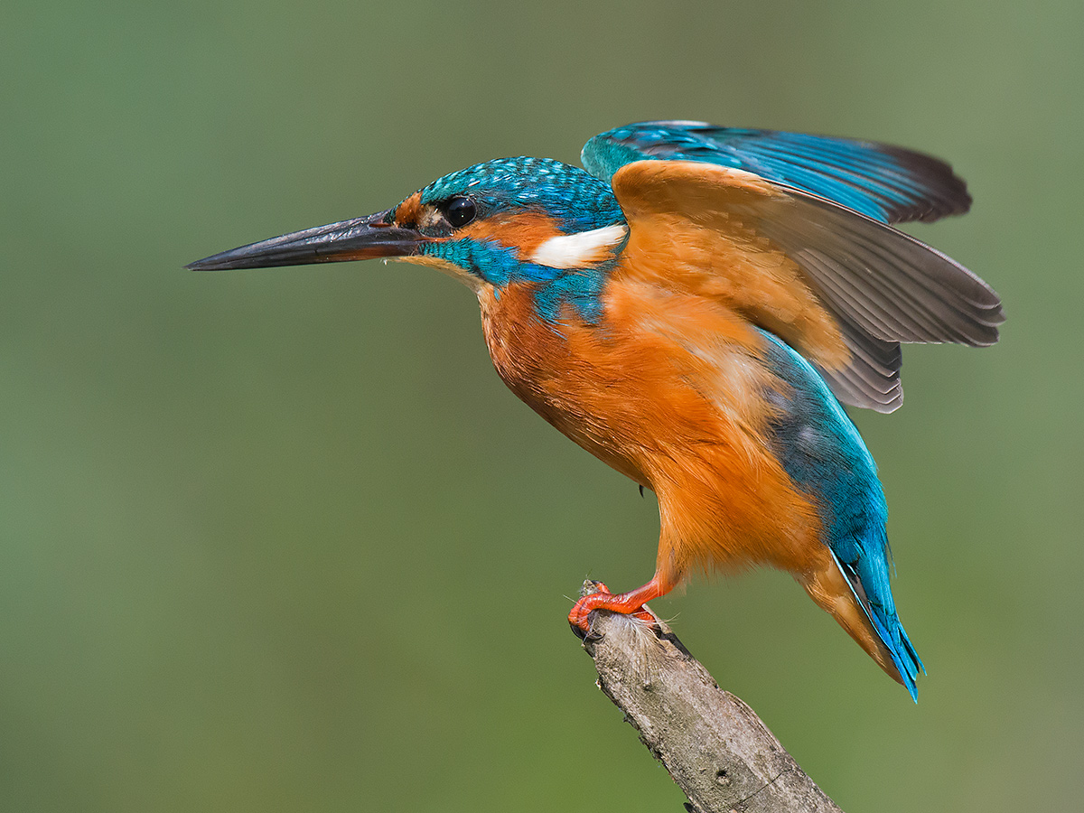 Martin pescatore in equilibrio
