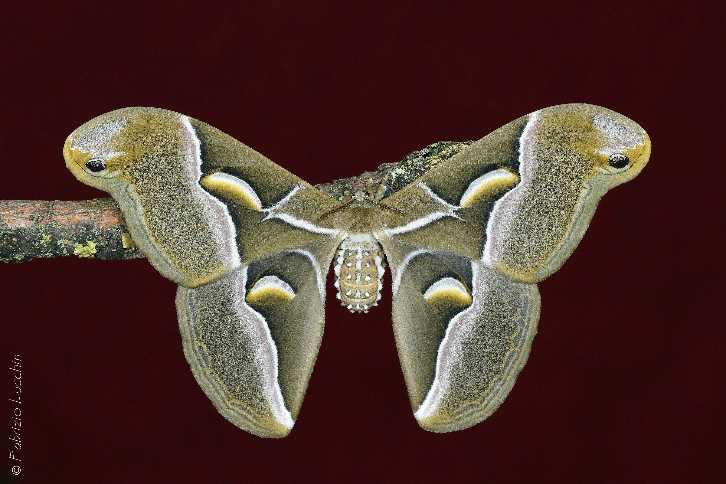 Samia cynthia (esemplare femmina)