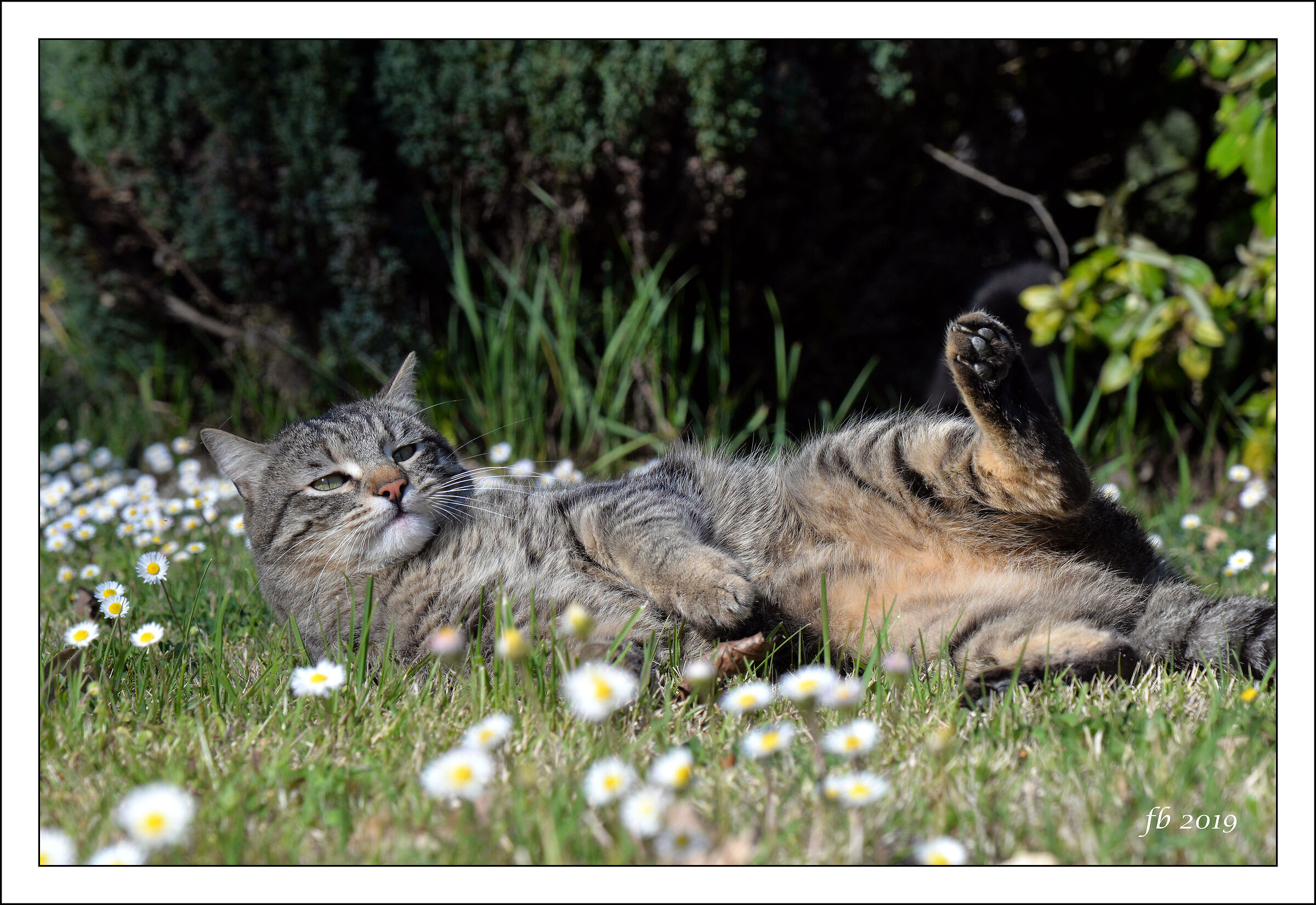 Tigre, fondamentalmente pigro