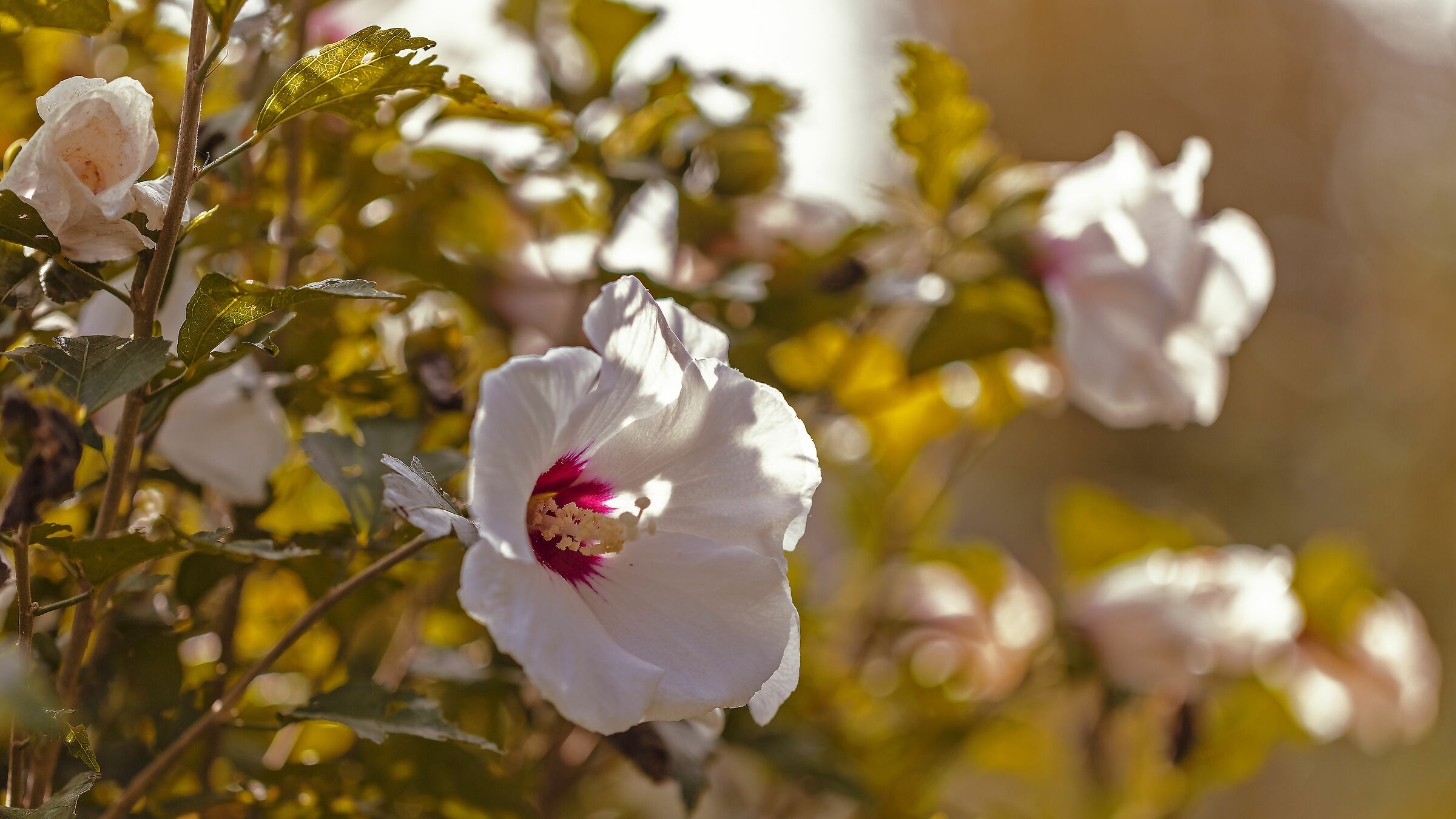 In un fiore c'è un mondo pieno d'amore