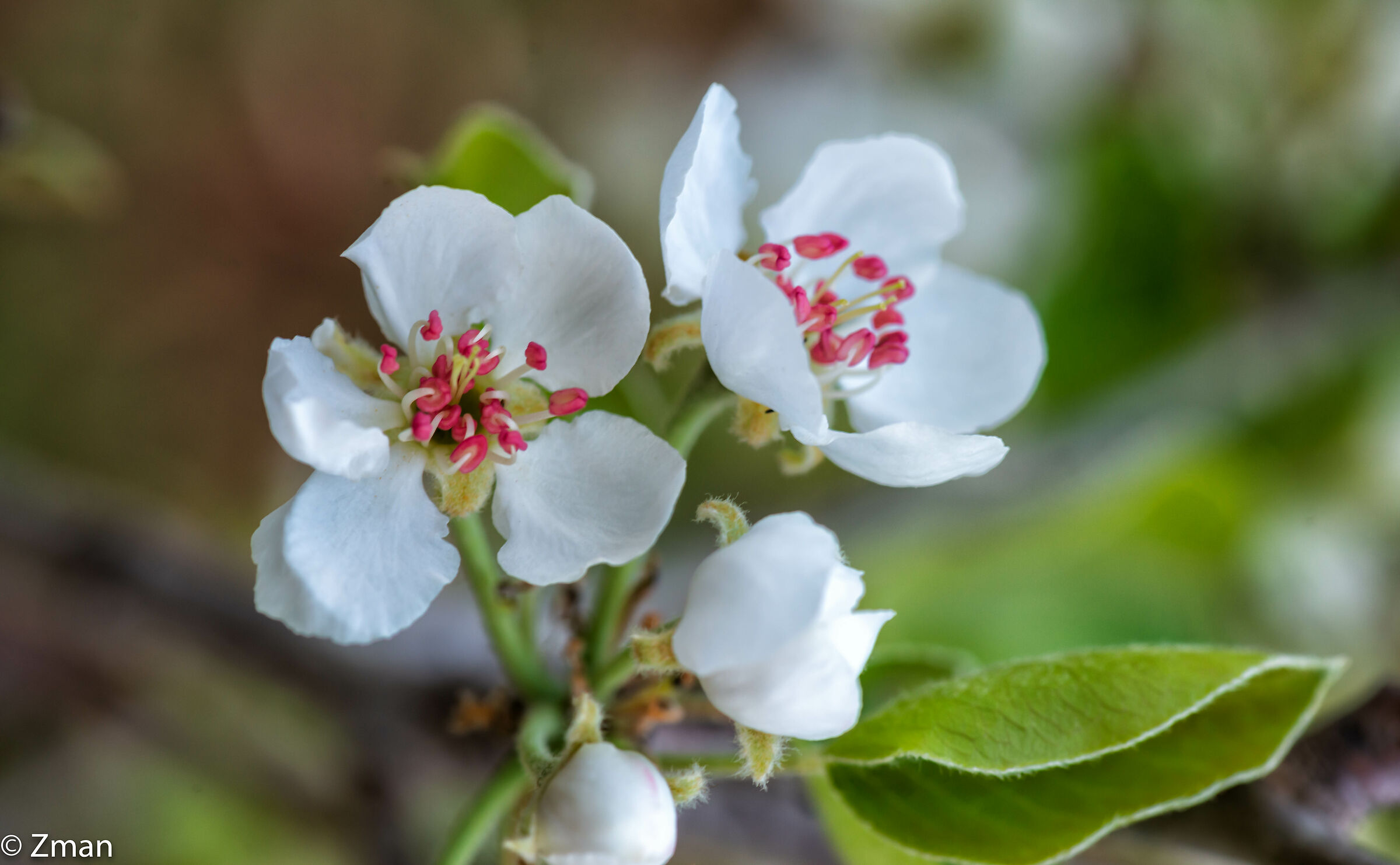 Pear in Bloom