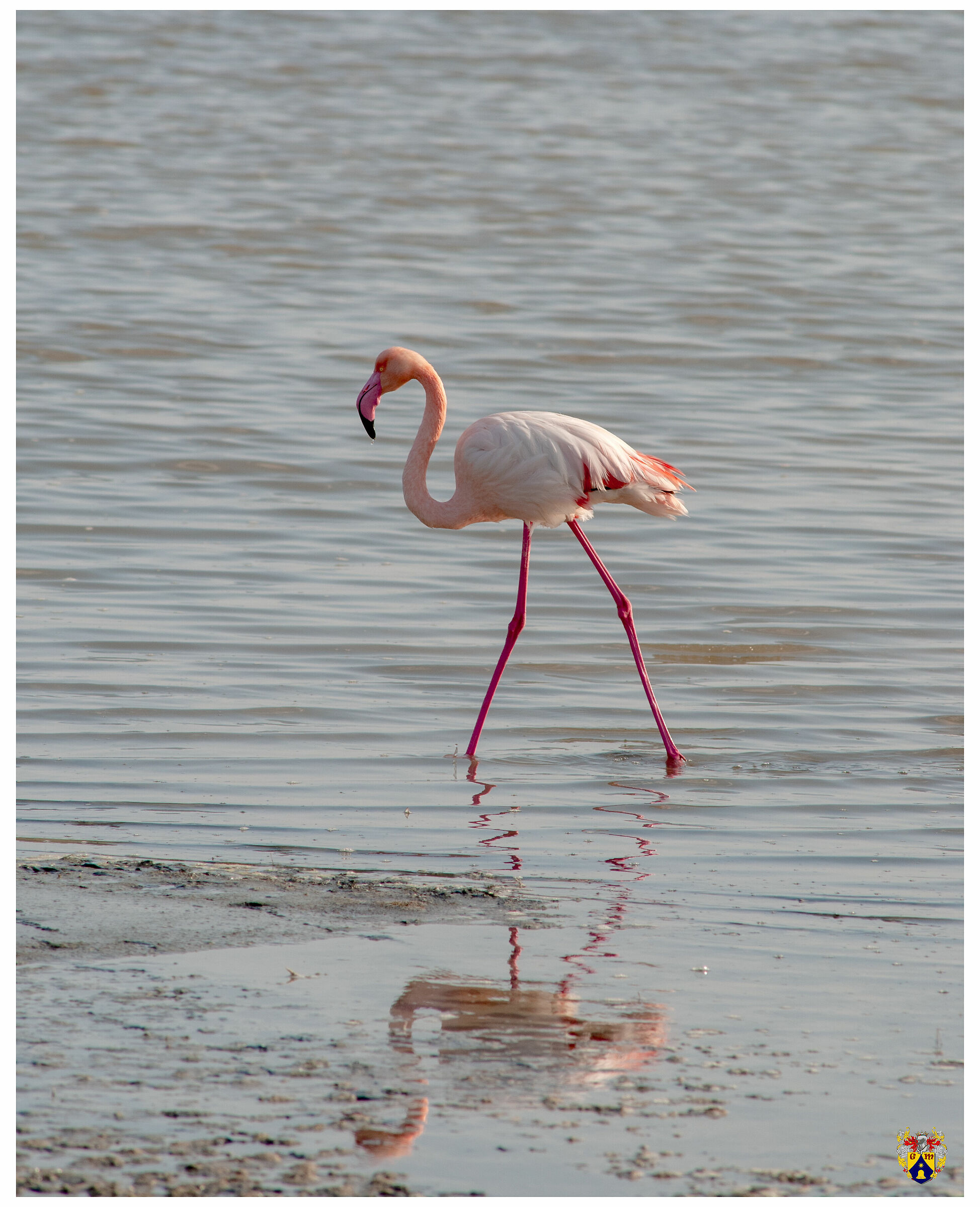 Santa Gilla Pond (CA) Pink Flamingo