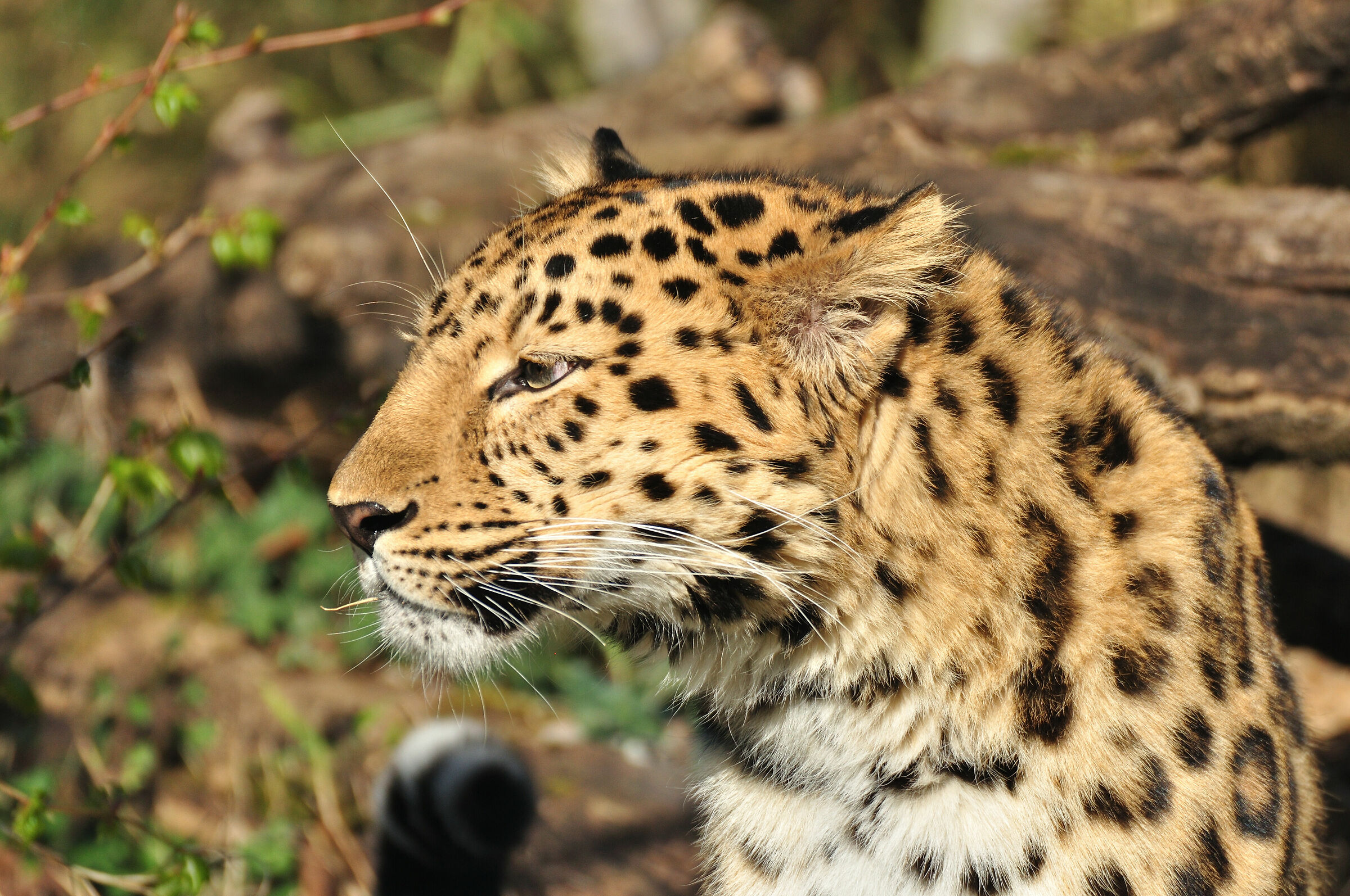 Leopard