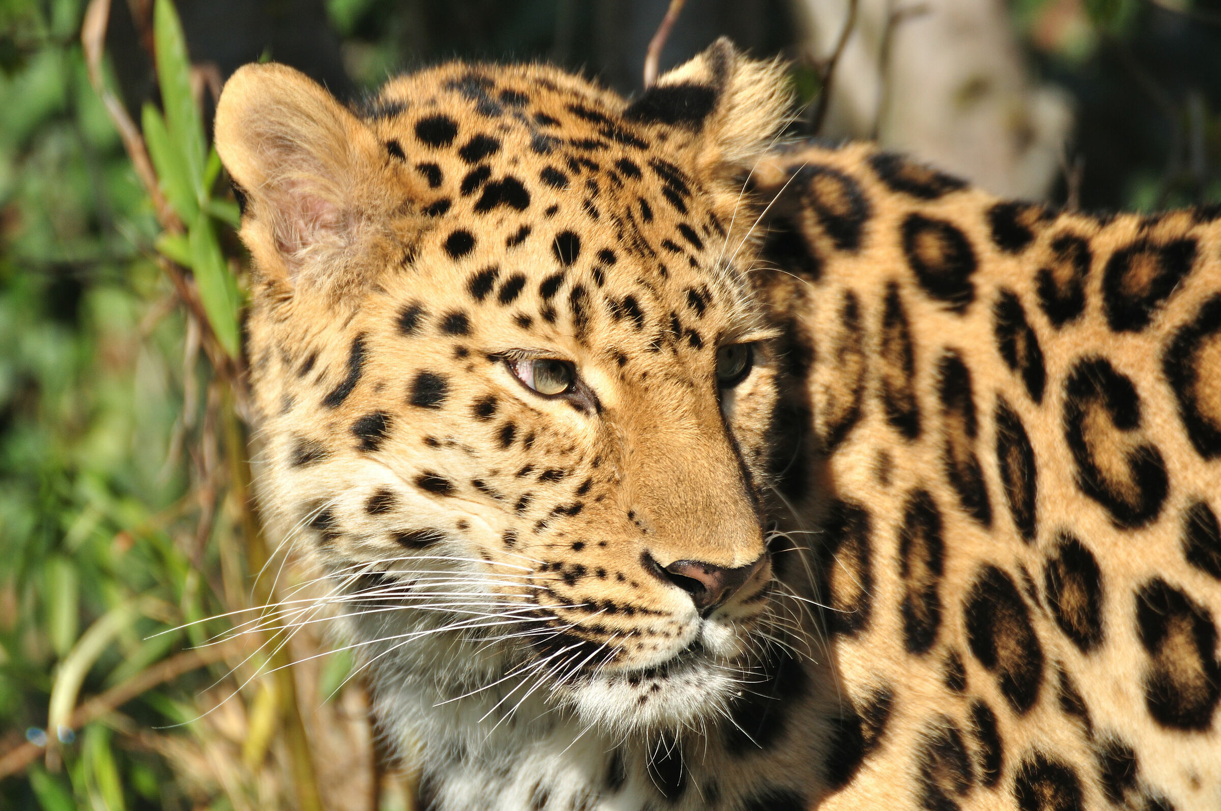 Leopard