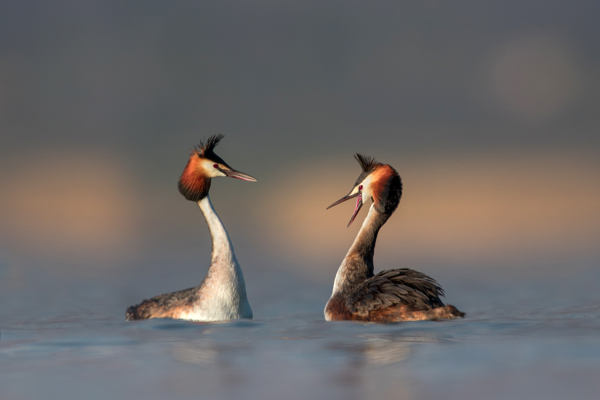 Great crested grebe