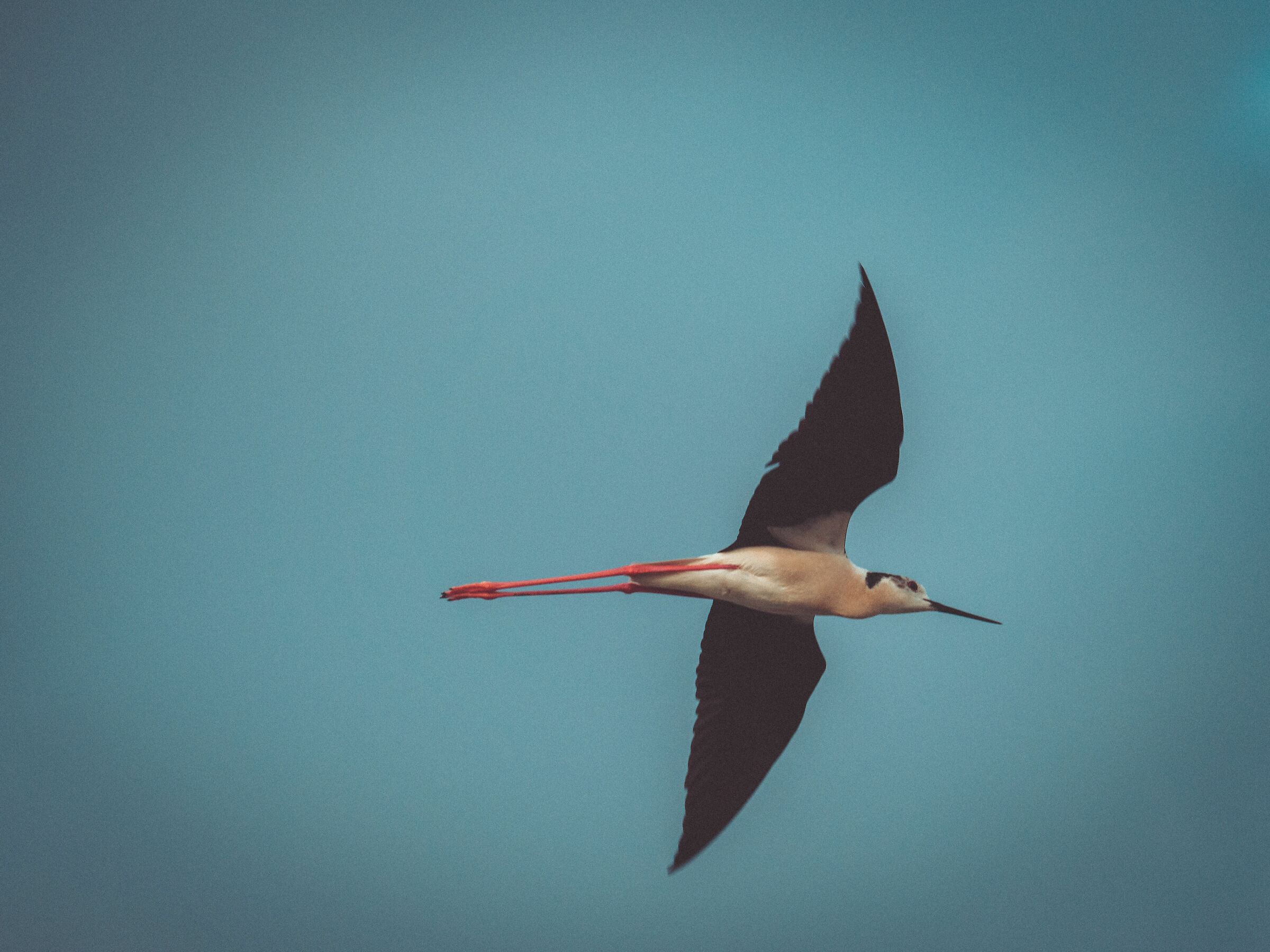 You're such a Knight