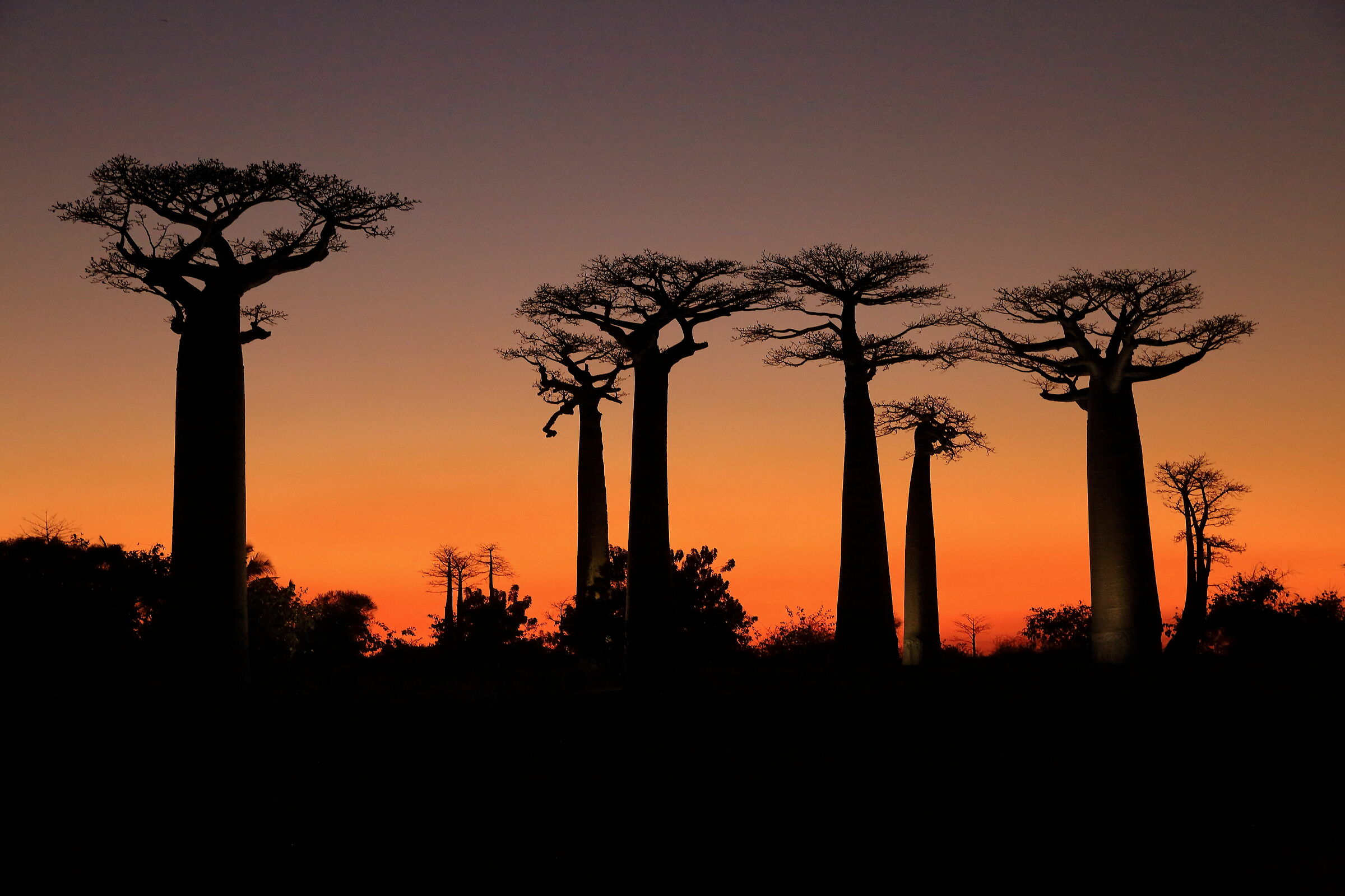 The famous baobab boulevard of Morondava
