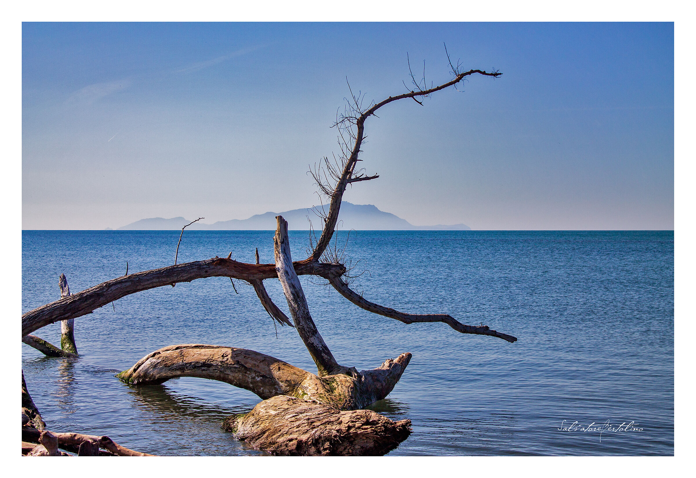 Tronco spiaggiato con all'orizzonte l'isola di Ischi...