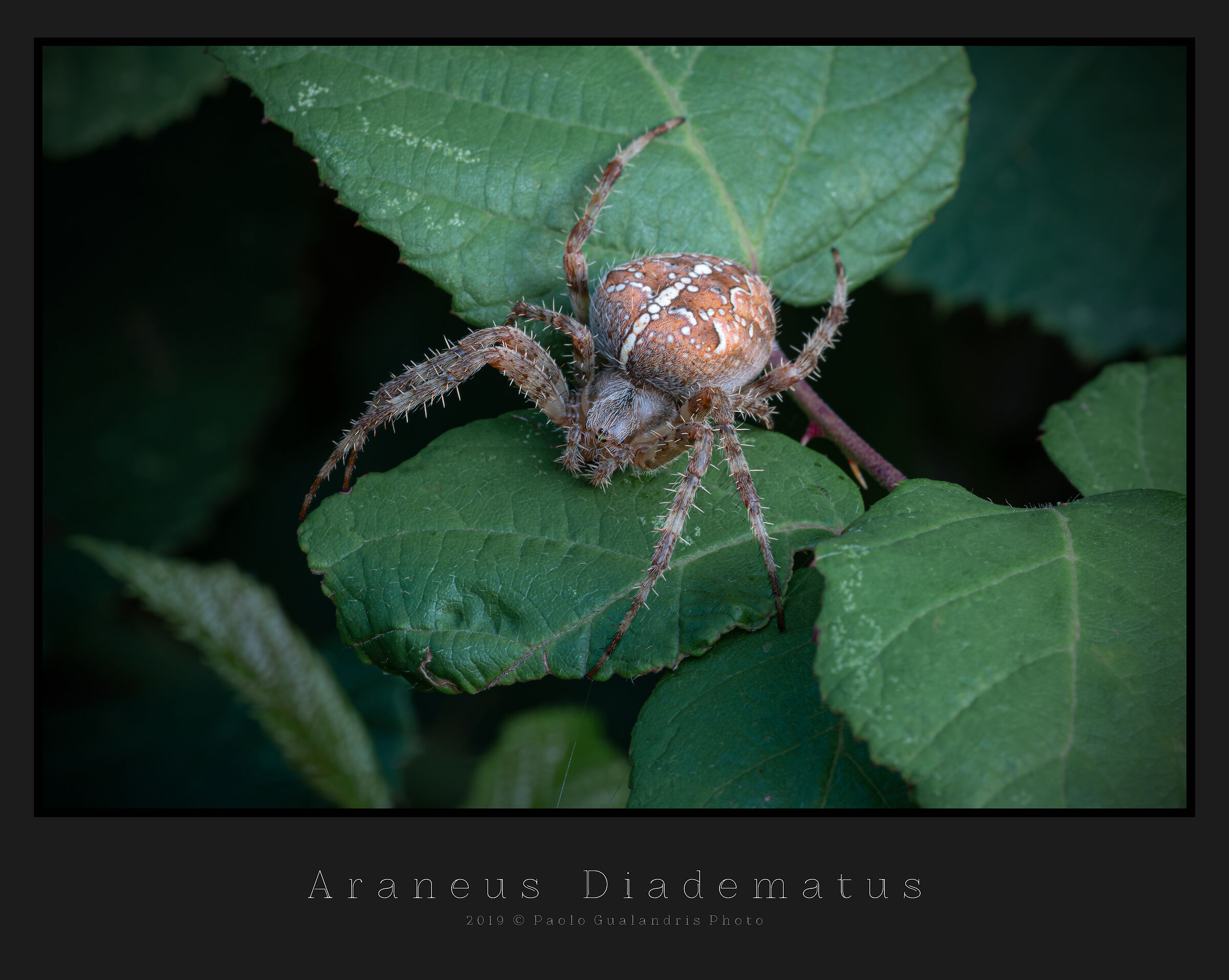 Araneus Diadematus
