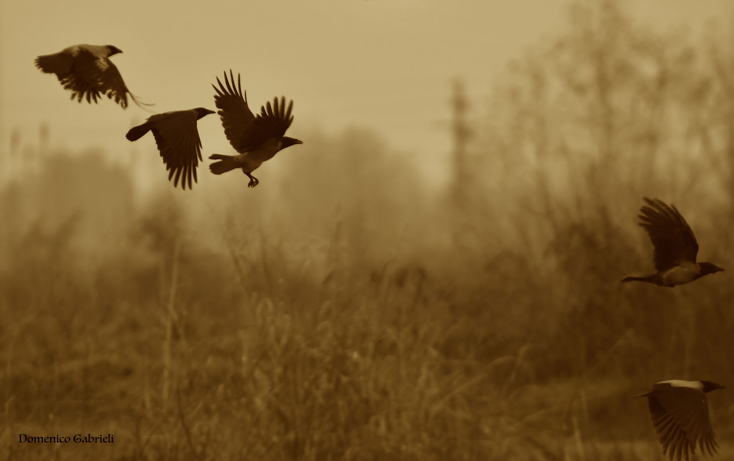 corvids