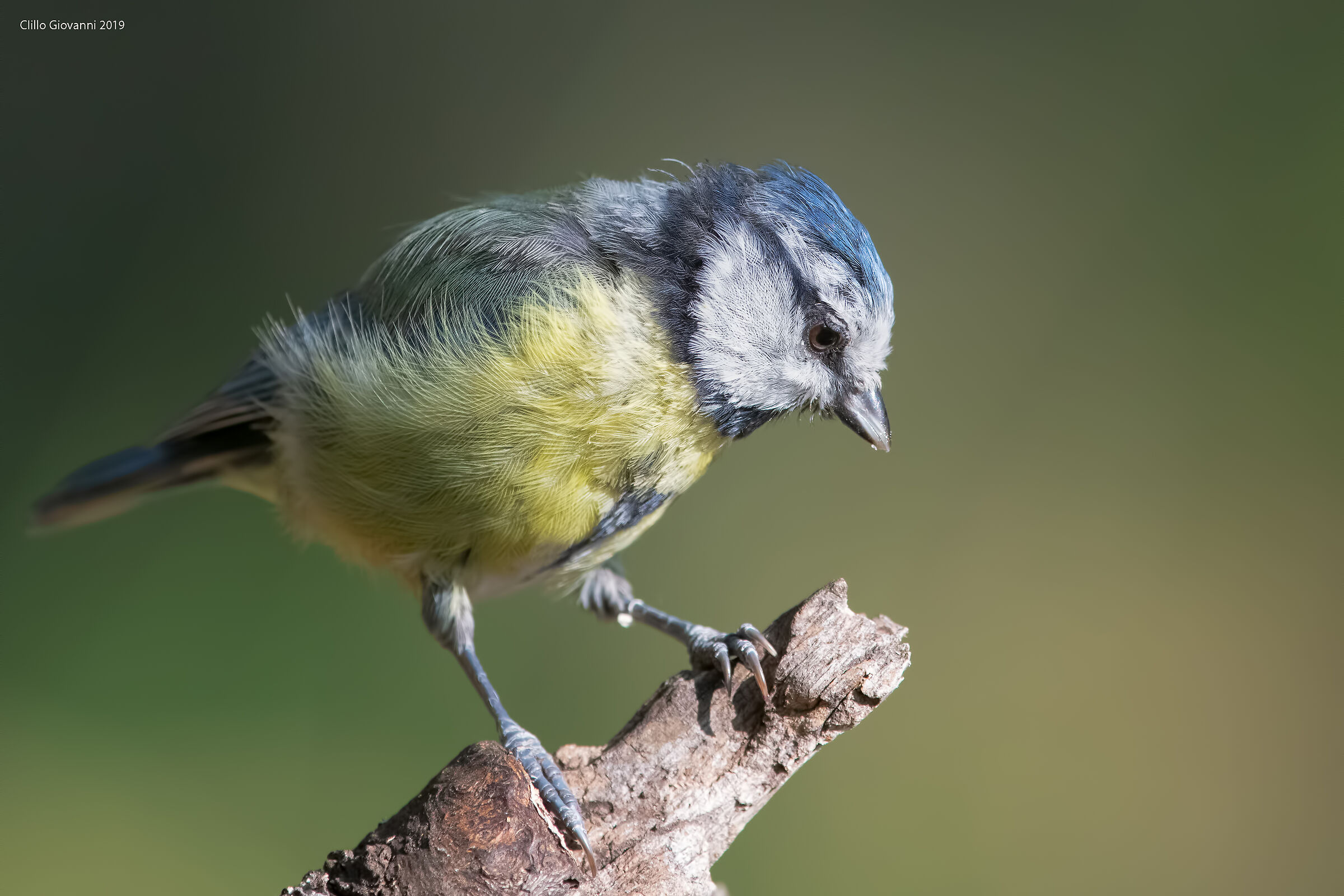 cinciarella dolcissima