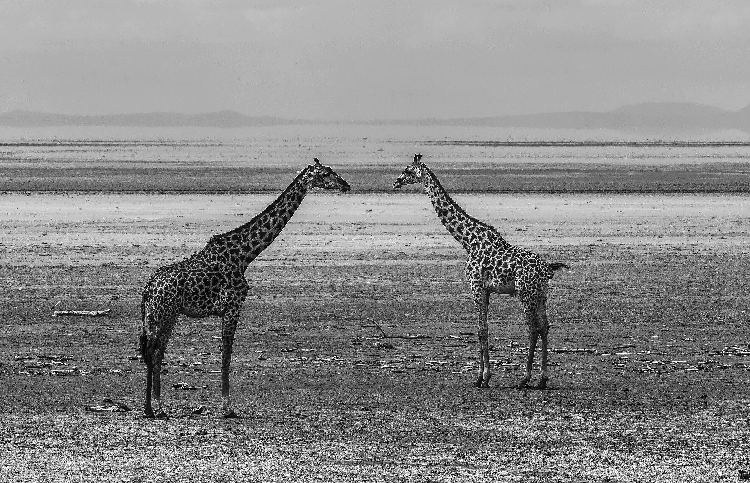 Giraffe - Lake Maniara