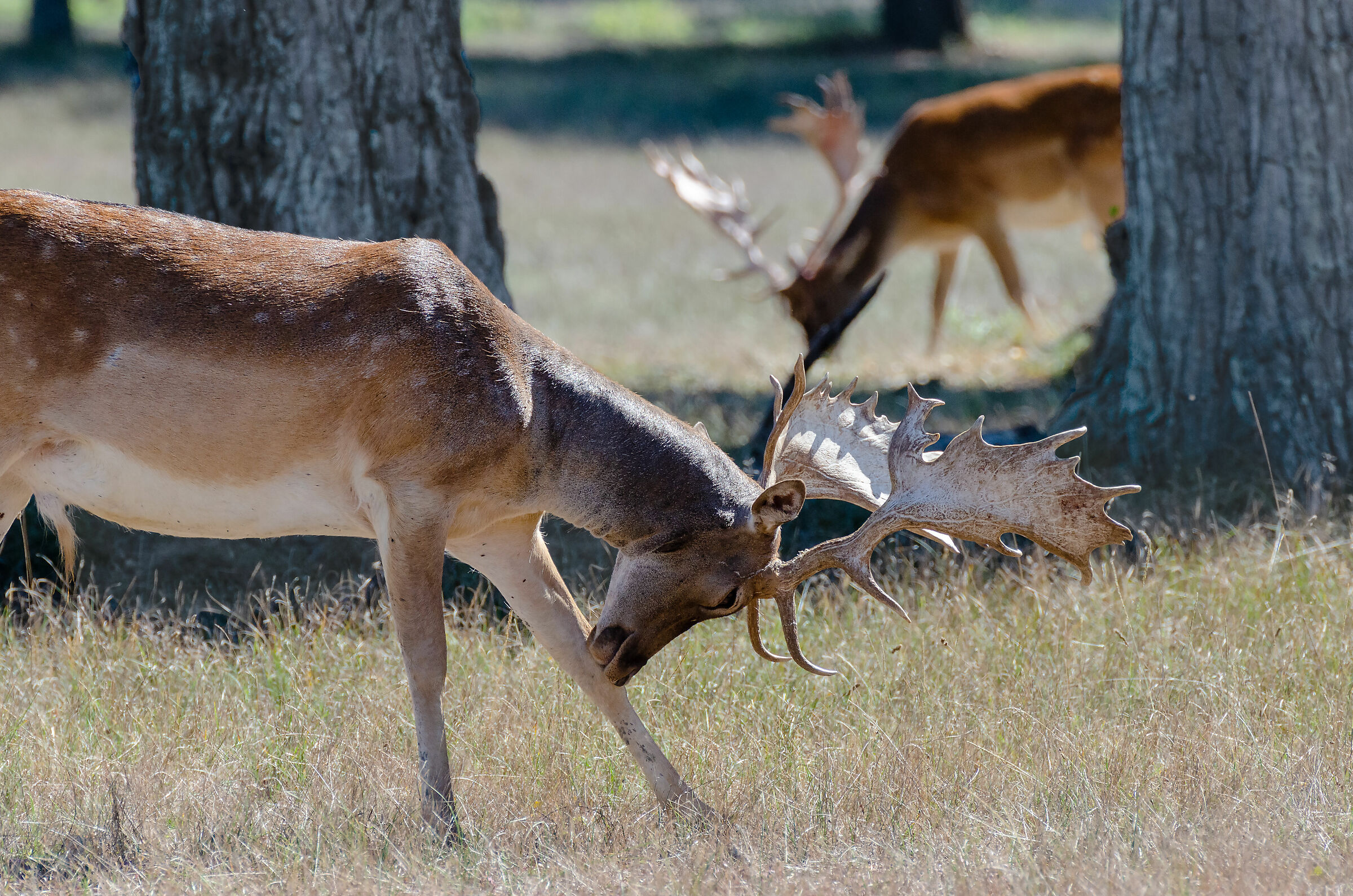 Fallow deer
