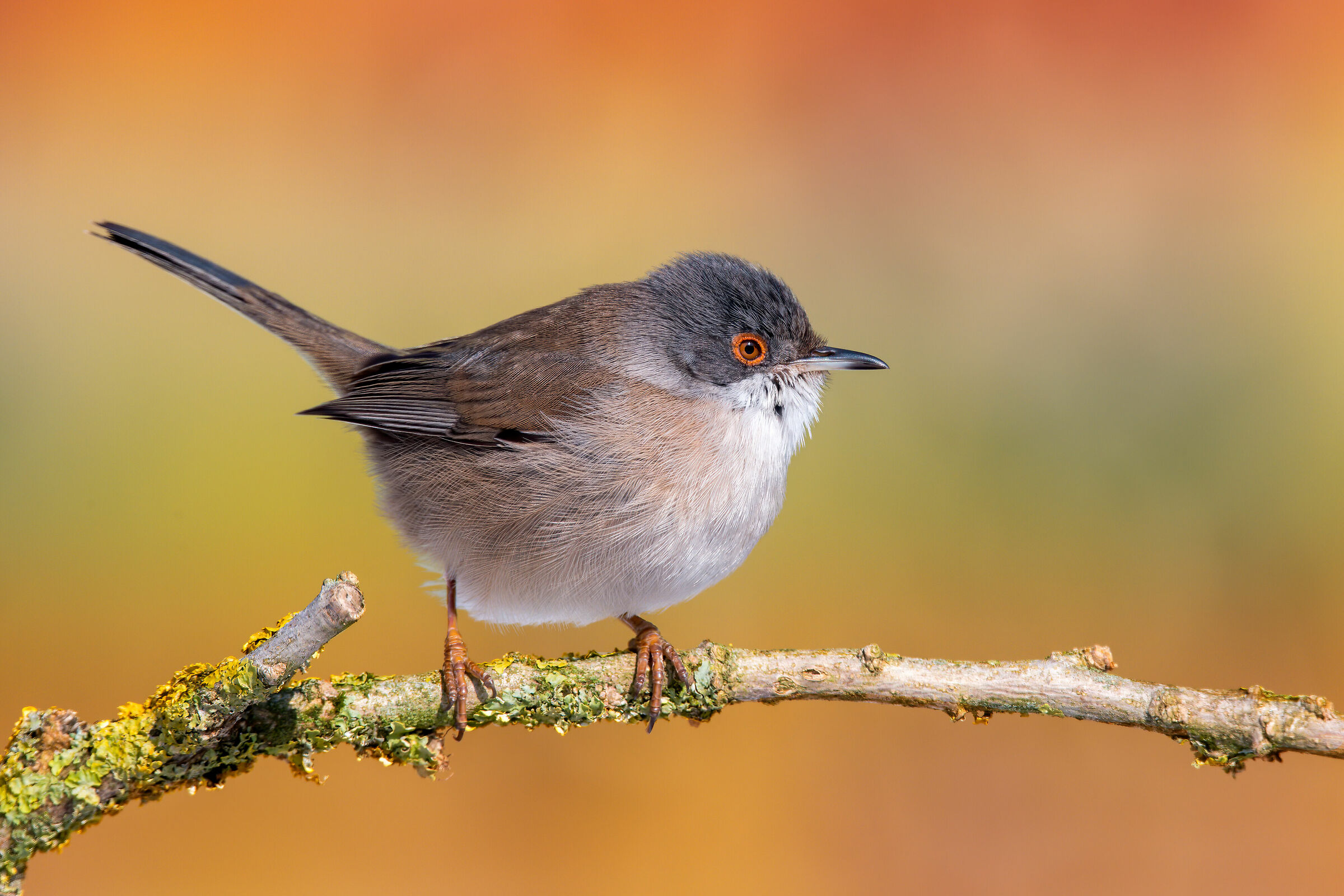 Sardinian warbler