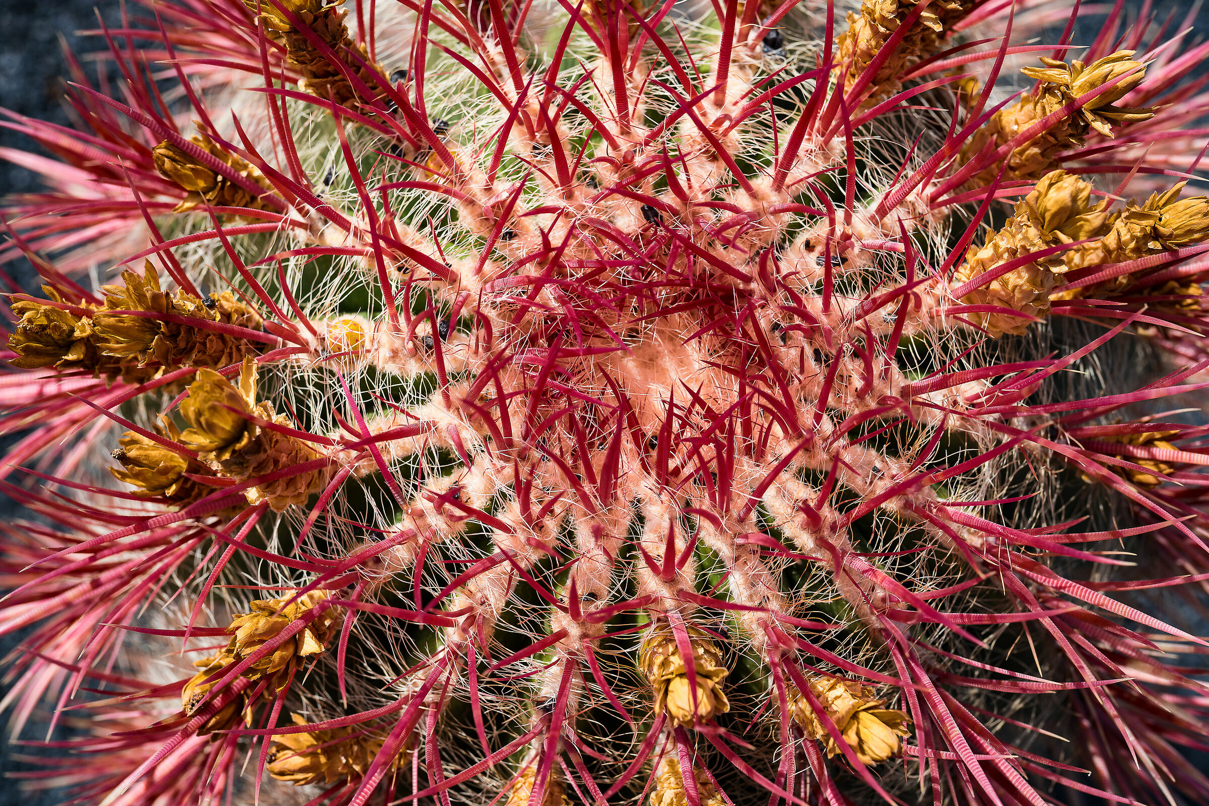 Ferocactus