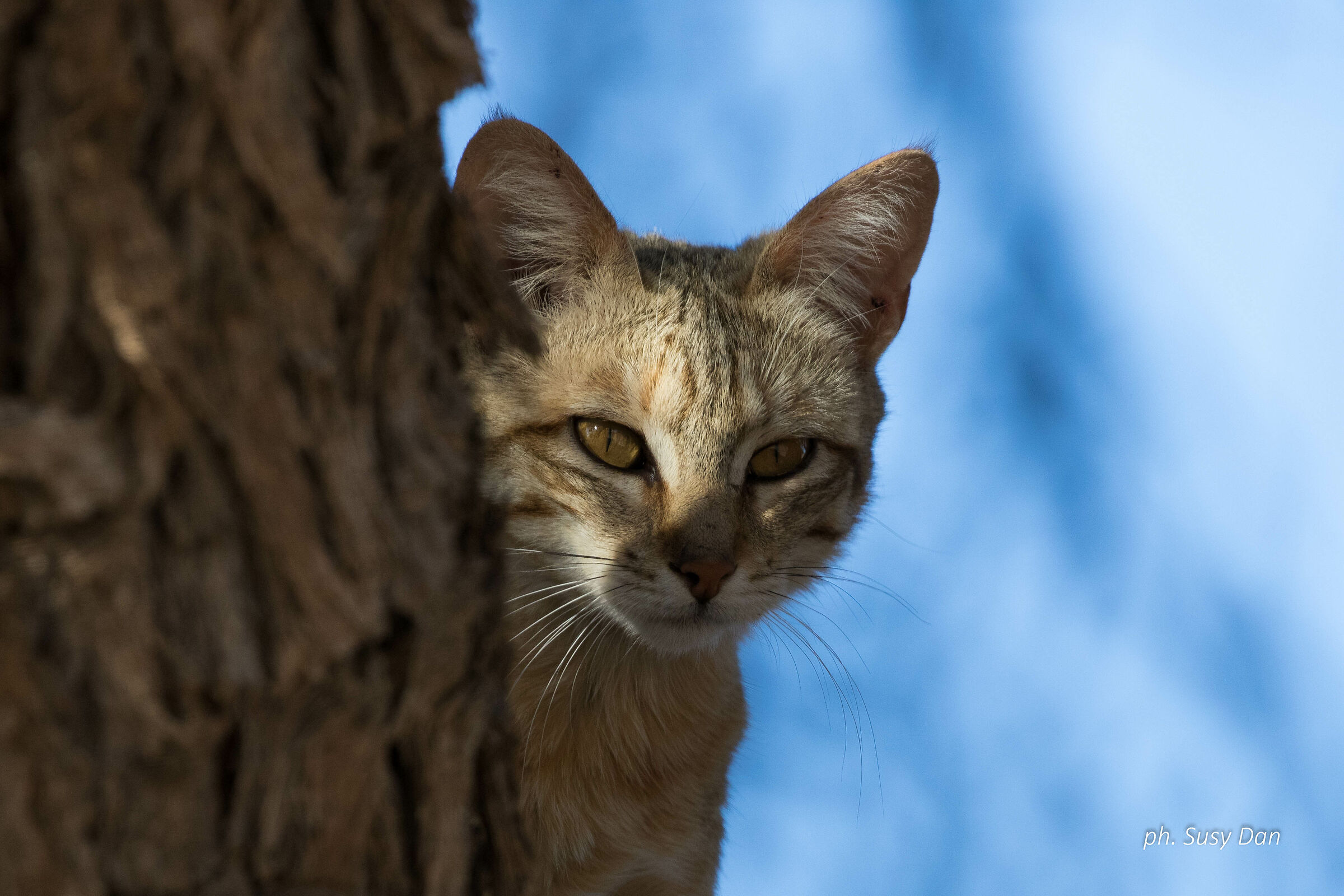 Gatto selvatico africano