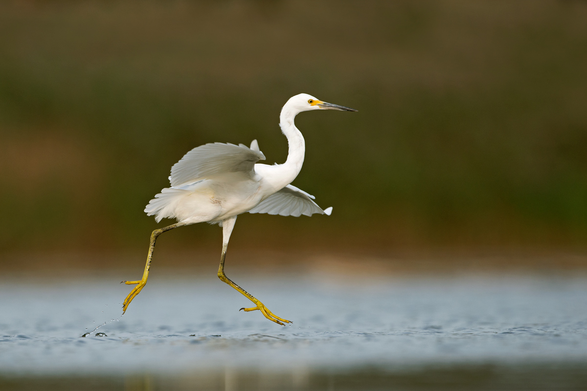 Snowy Egret ,Egretta thula