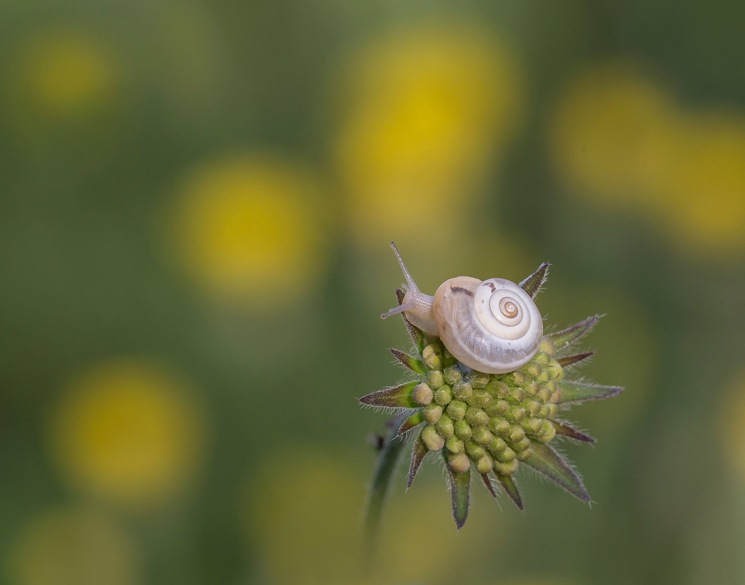 la chiocciola in esplorazione