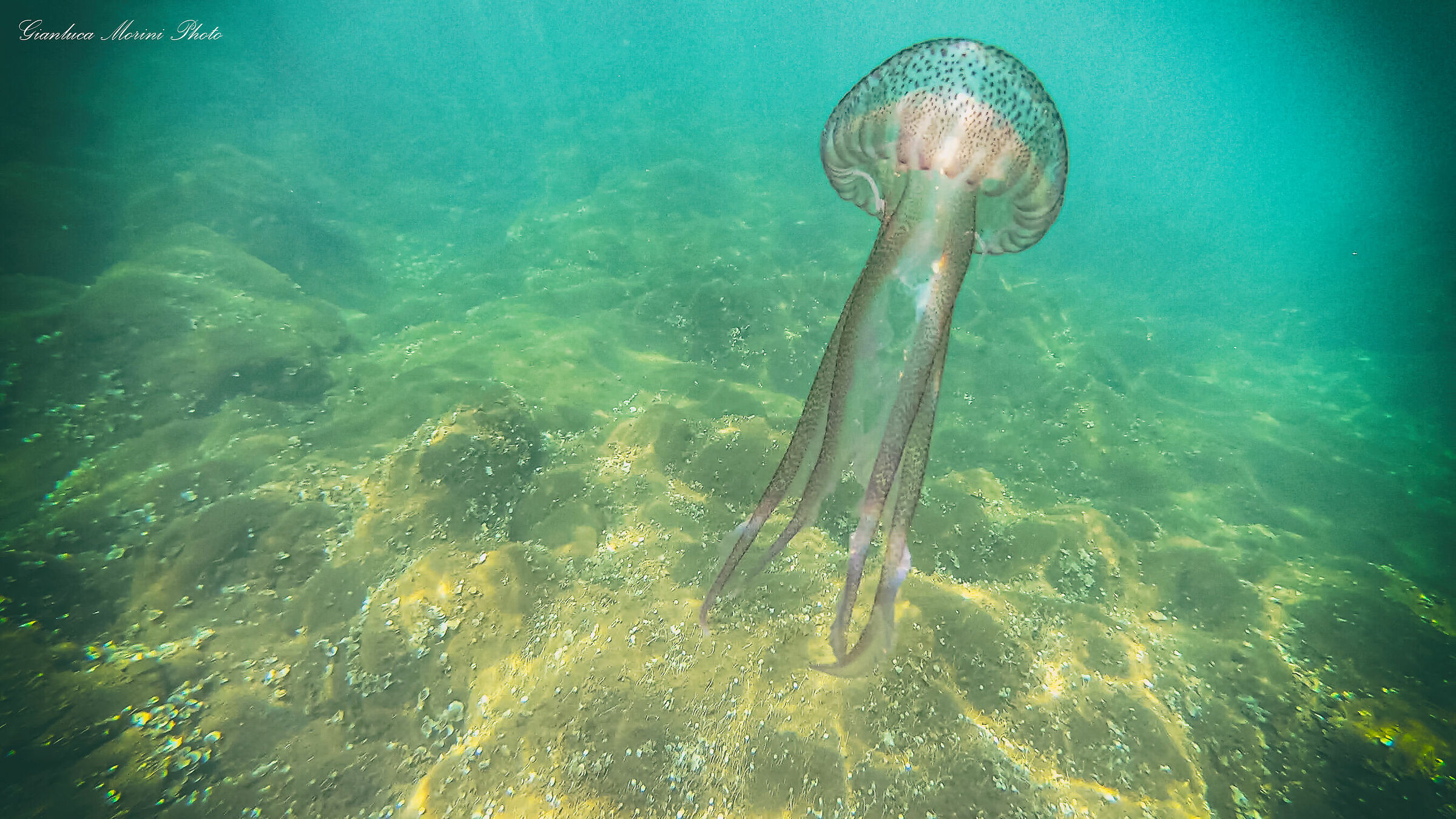Pelagia noctiluca