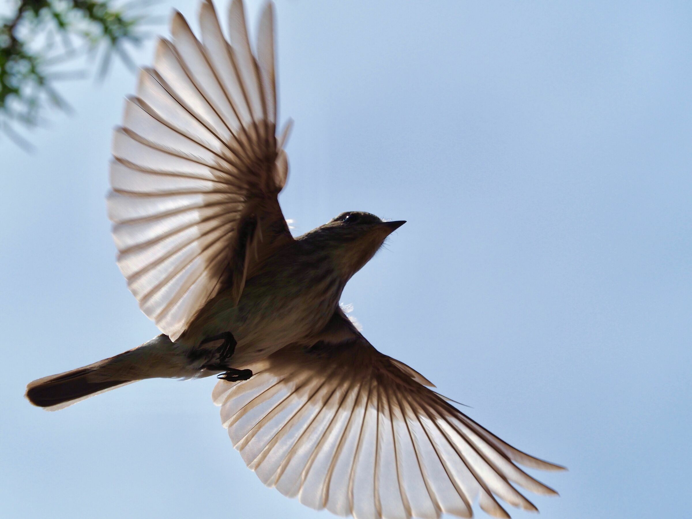 Pigliamosche a tutta ala