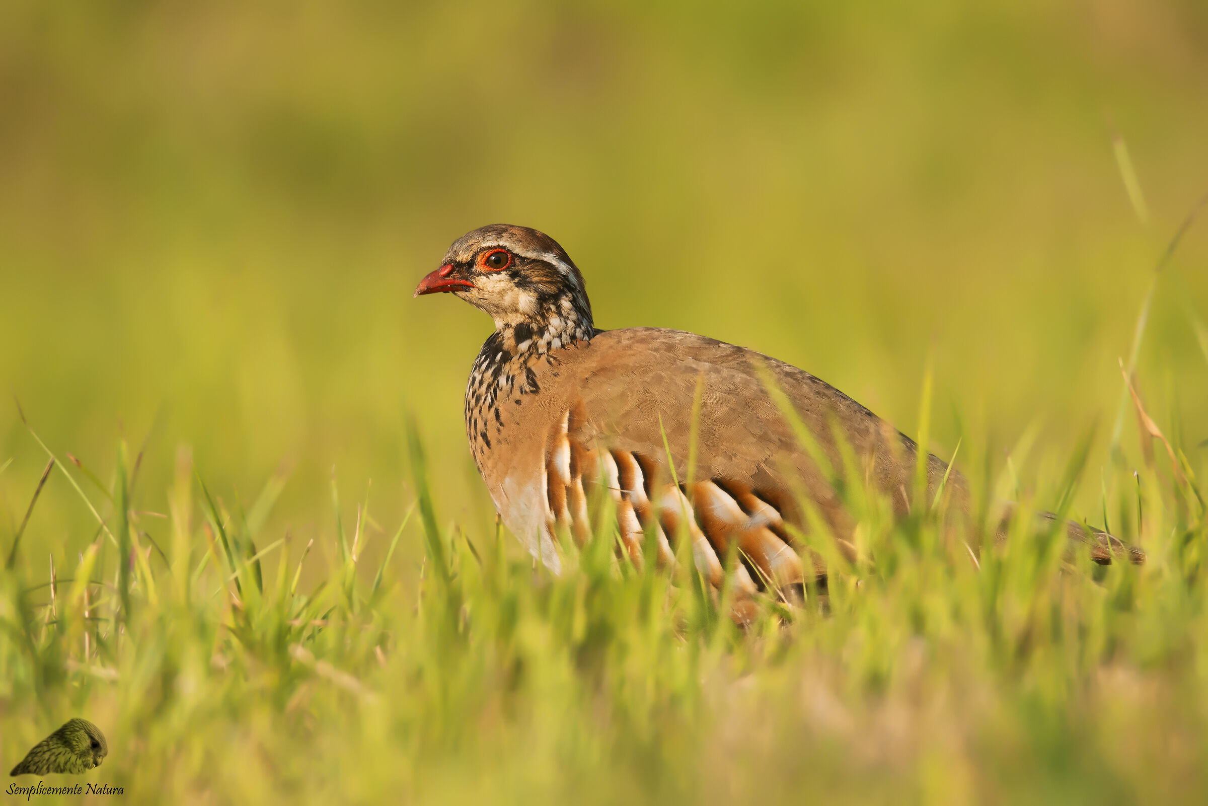 Red partridge (Alectoris rufa)