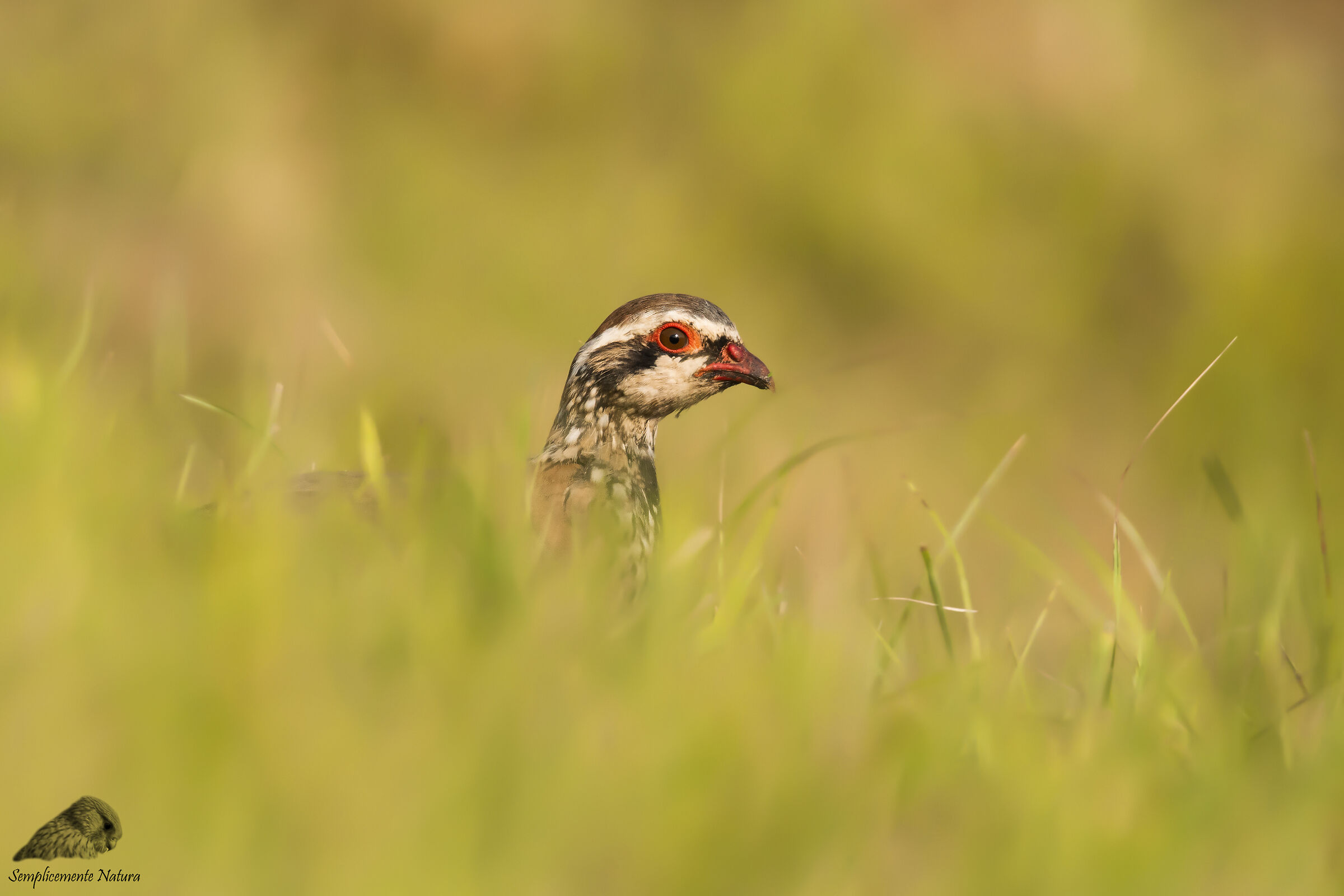 Red partridge (Alectoris rufa)