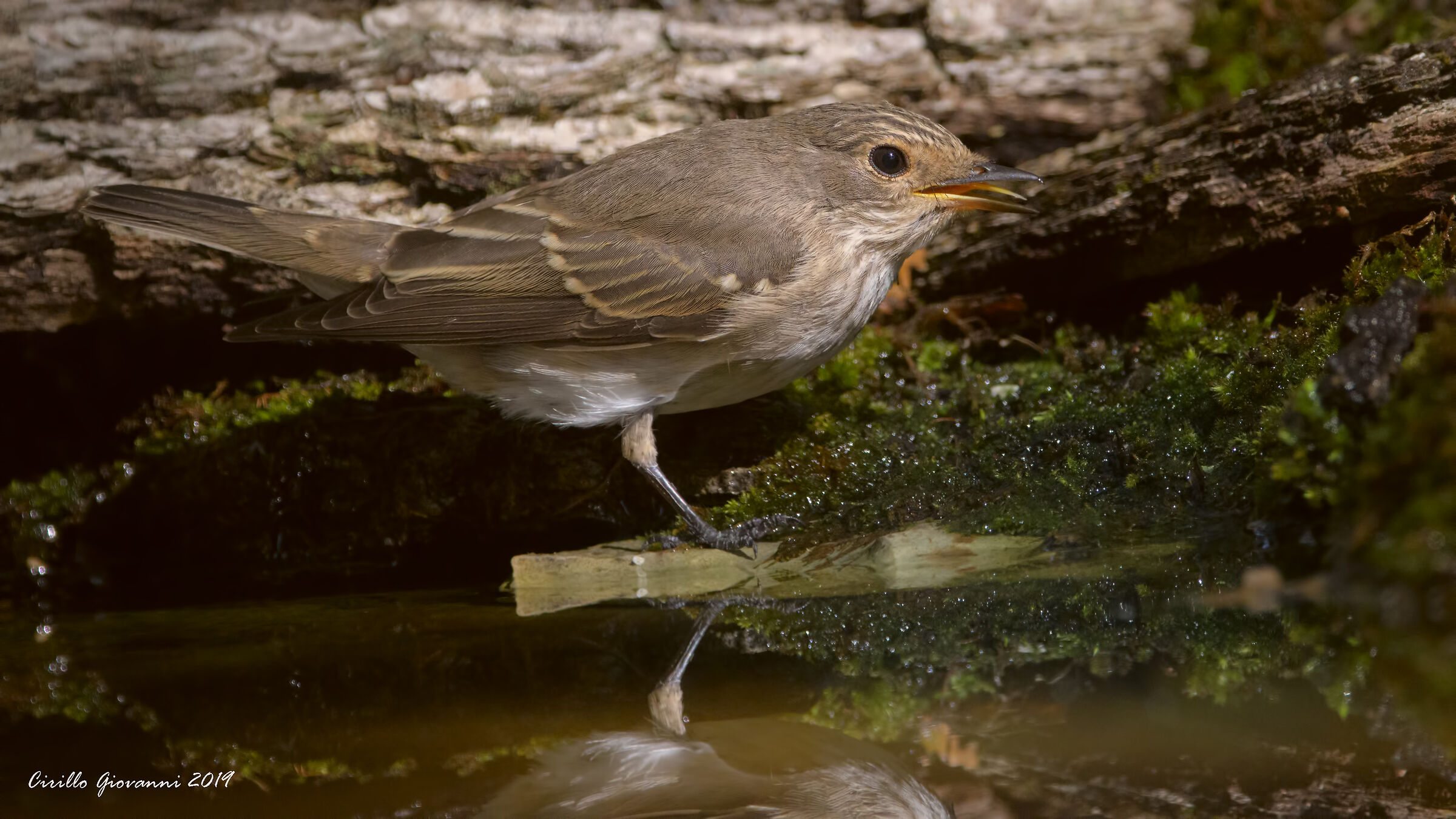 pigliamosche si gusta l acqua