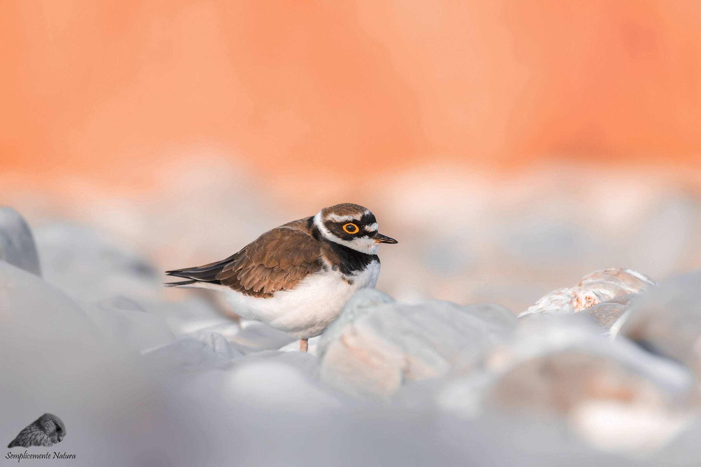 Little Courier (Charadrius dubius)