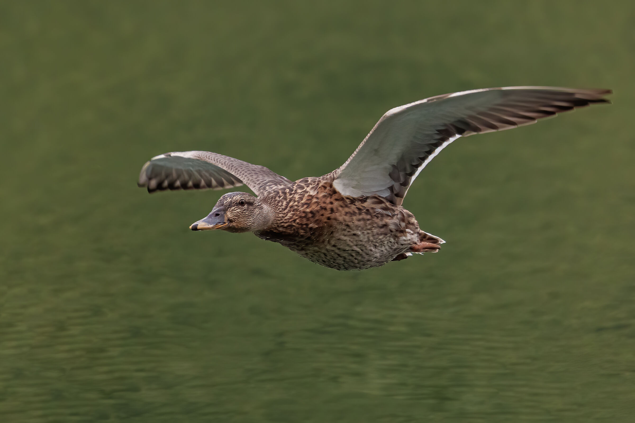 al volo a6400 200-600