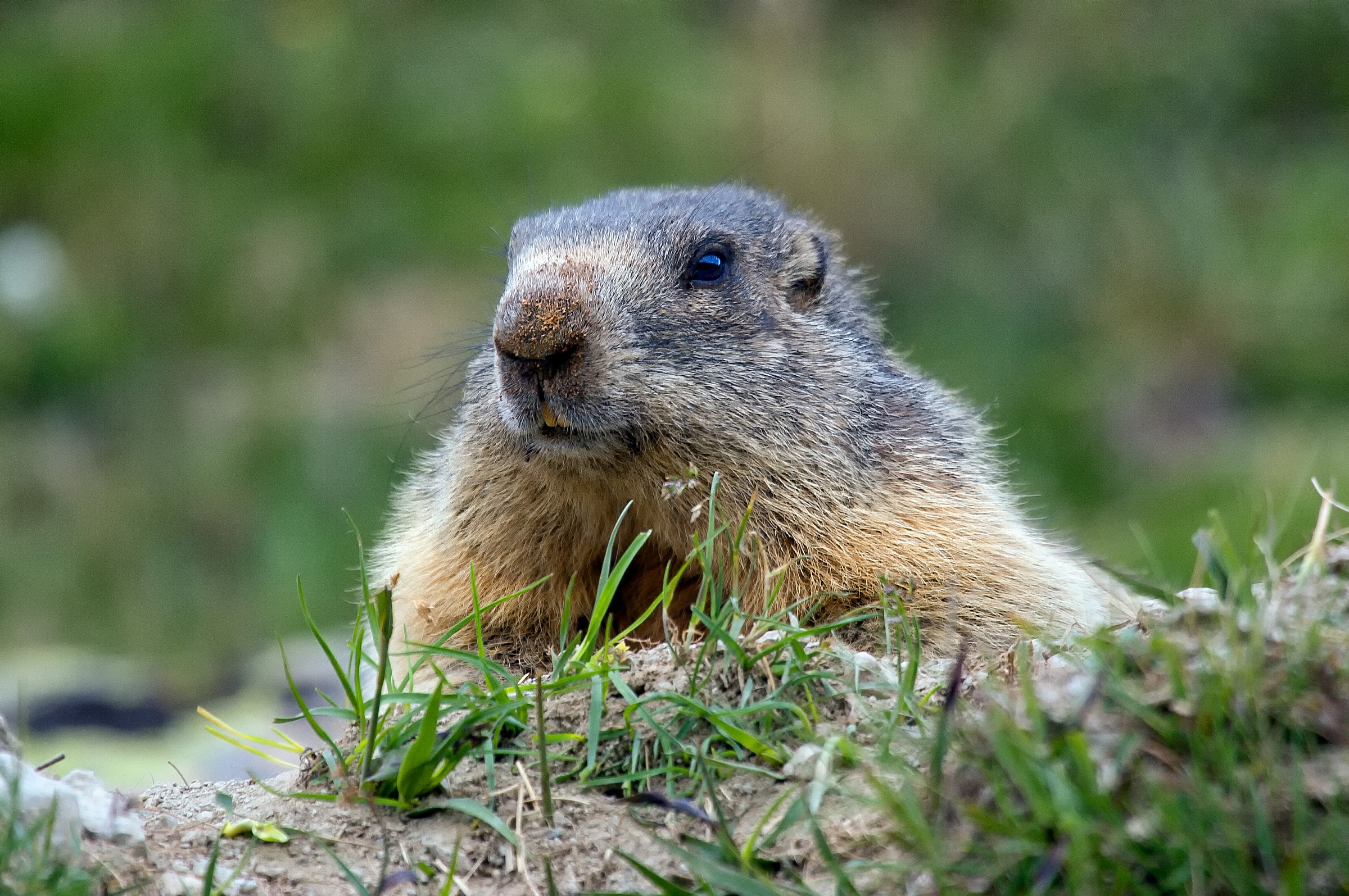 Marmot