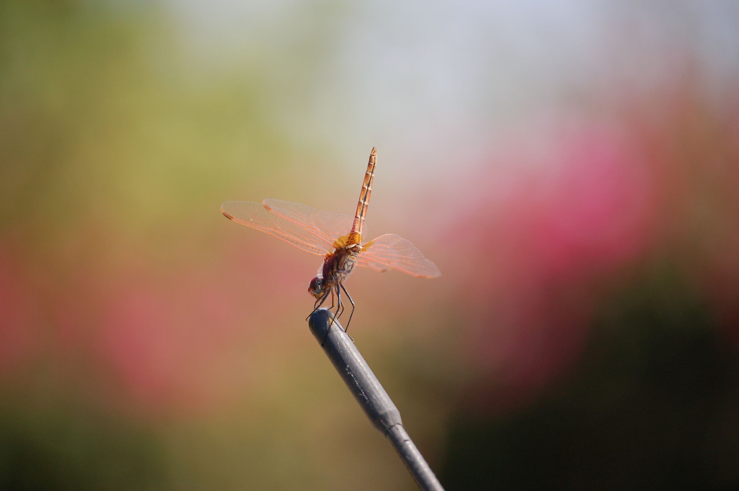 Libellula