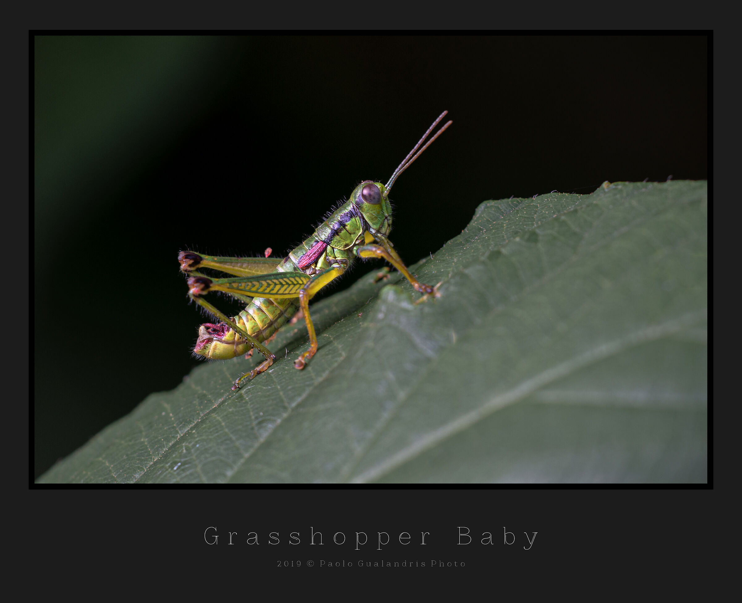 Grasshopper Baby