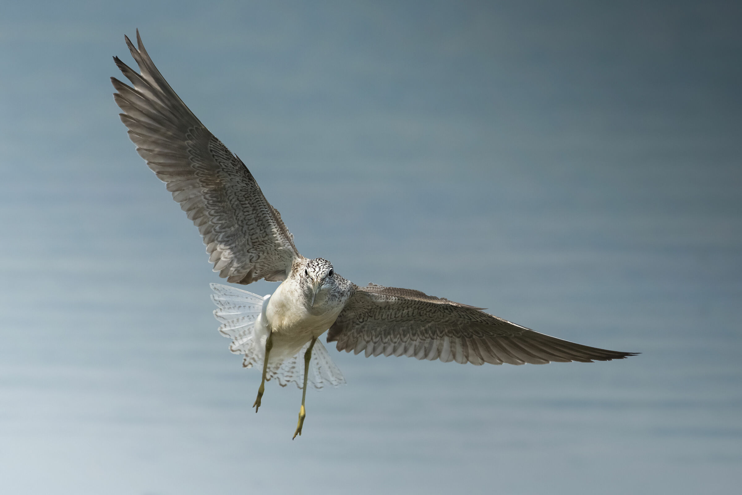 Pantana in volo frontale
