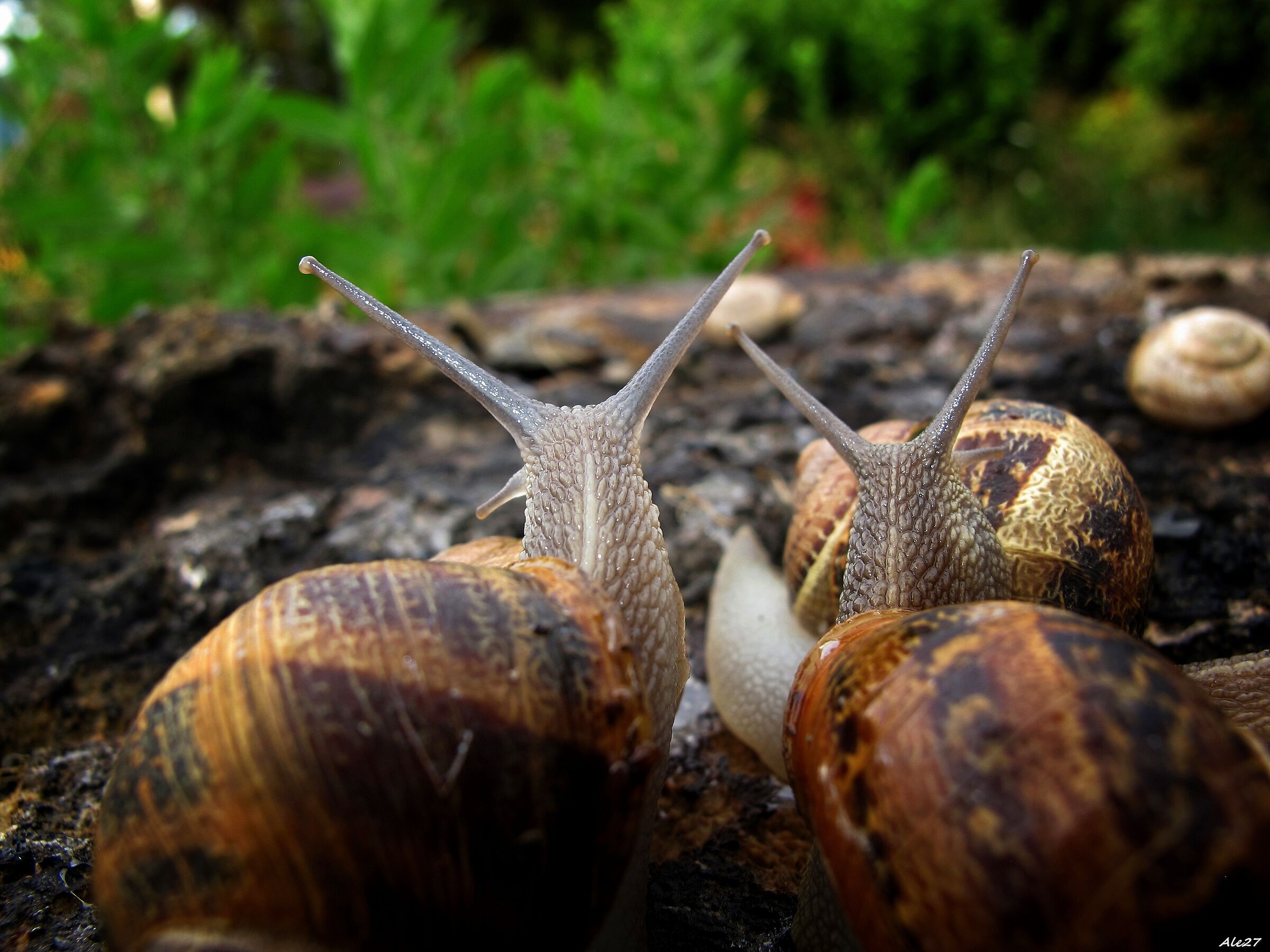 da soli si cammina veloce ... ma insieme si va lontano