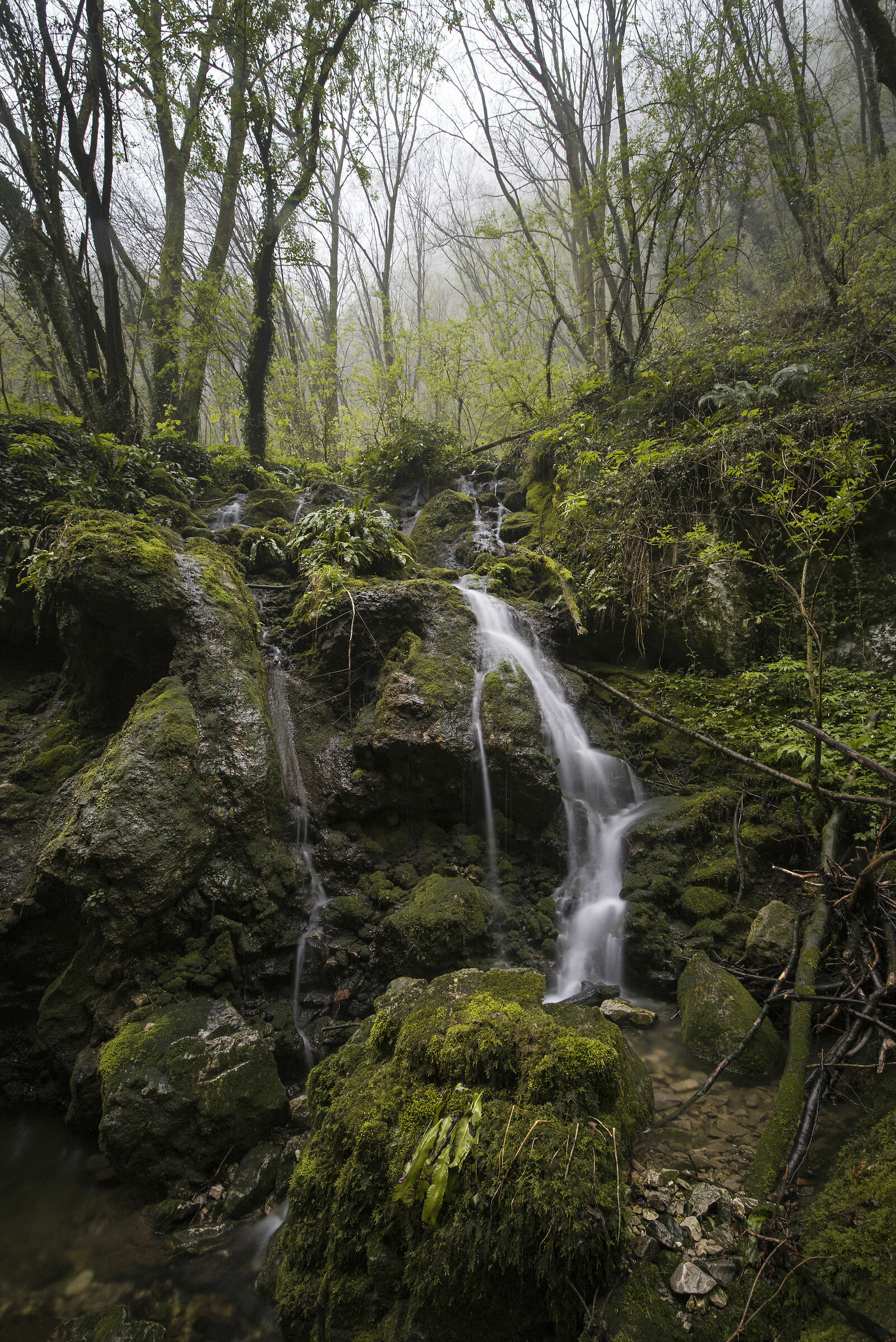 Water rigoli in the green undergrowth