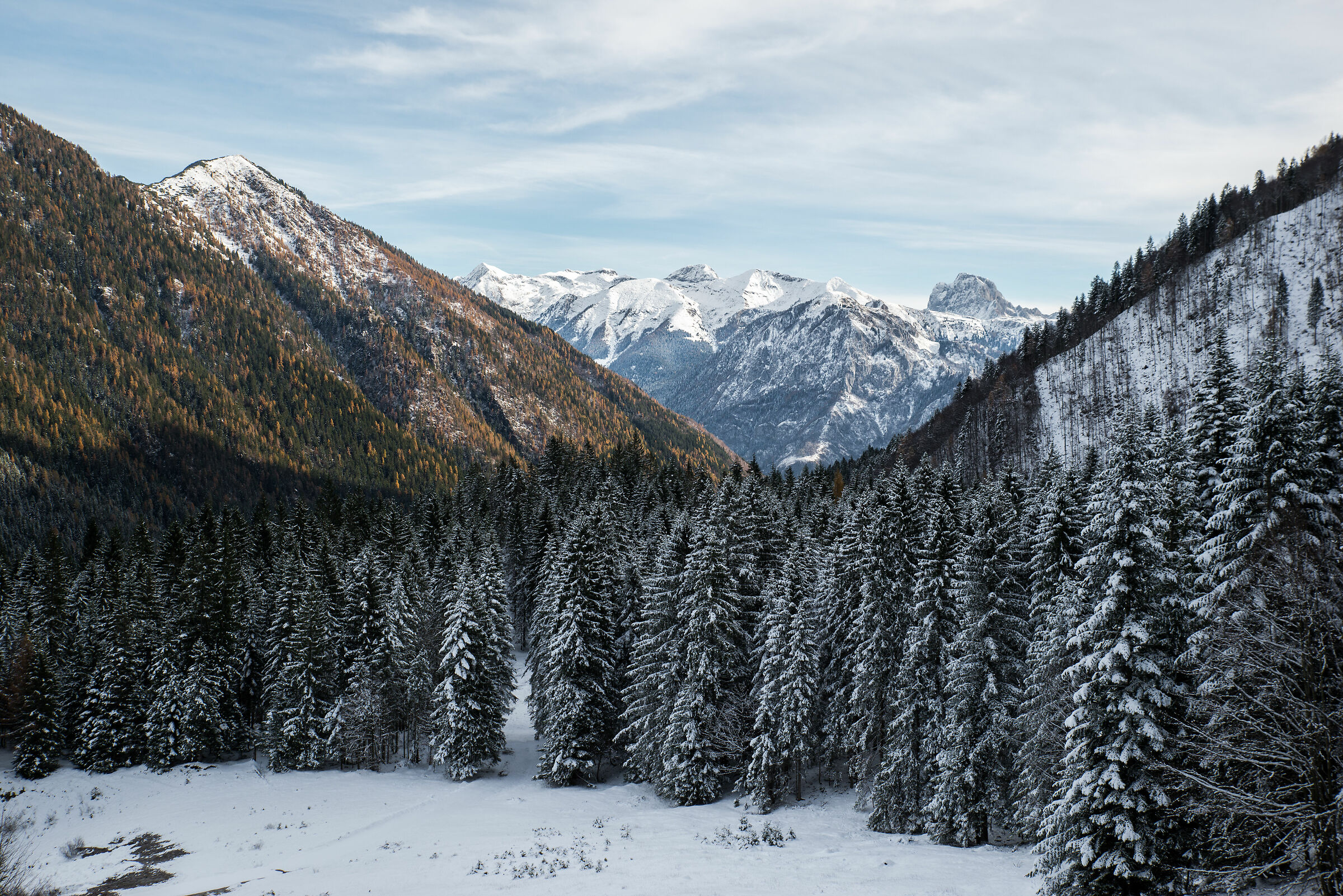 Sweet winter